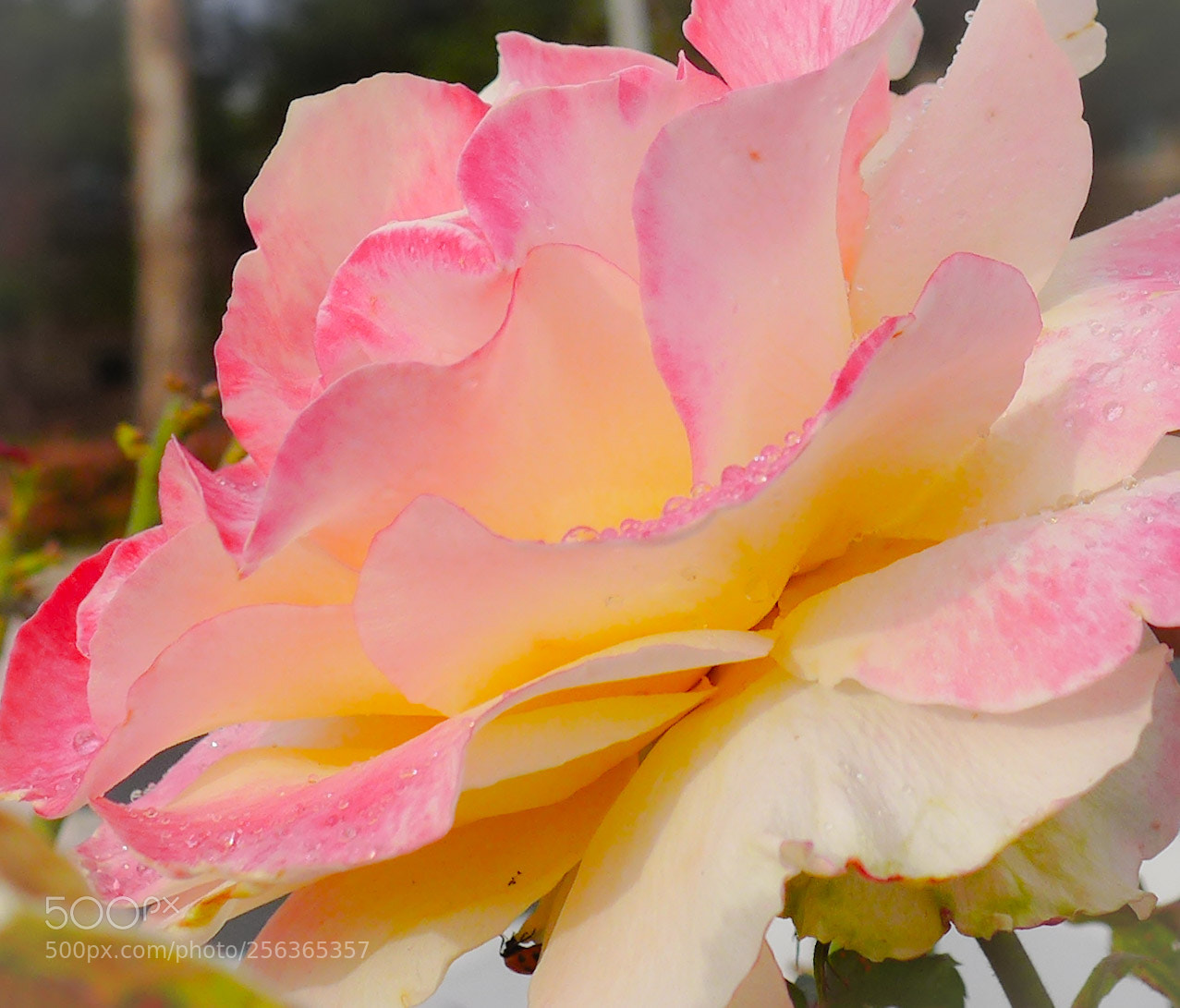 Panasonic Lumix DMC-LX7 sample photo. That's  sunshower photography