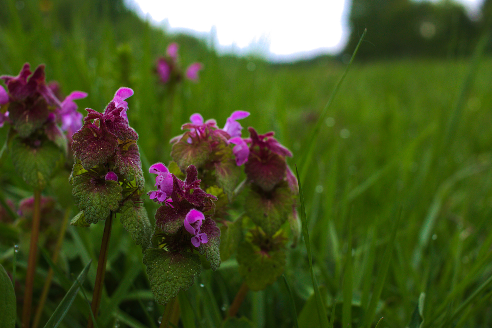 Canon EF-S 24mm F2.8 STM sample photo