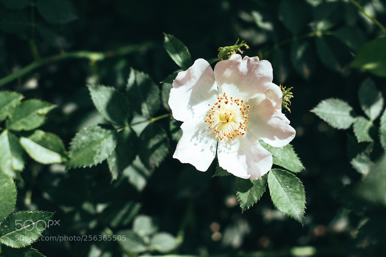 Canon EOS 700D (EOS Rebel T5i / EOS Kiss X7i) sample photo. Flower photography