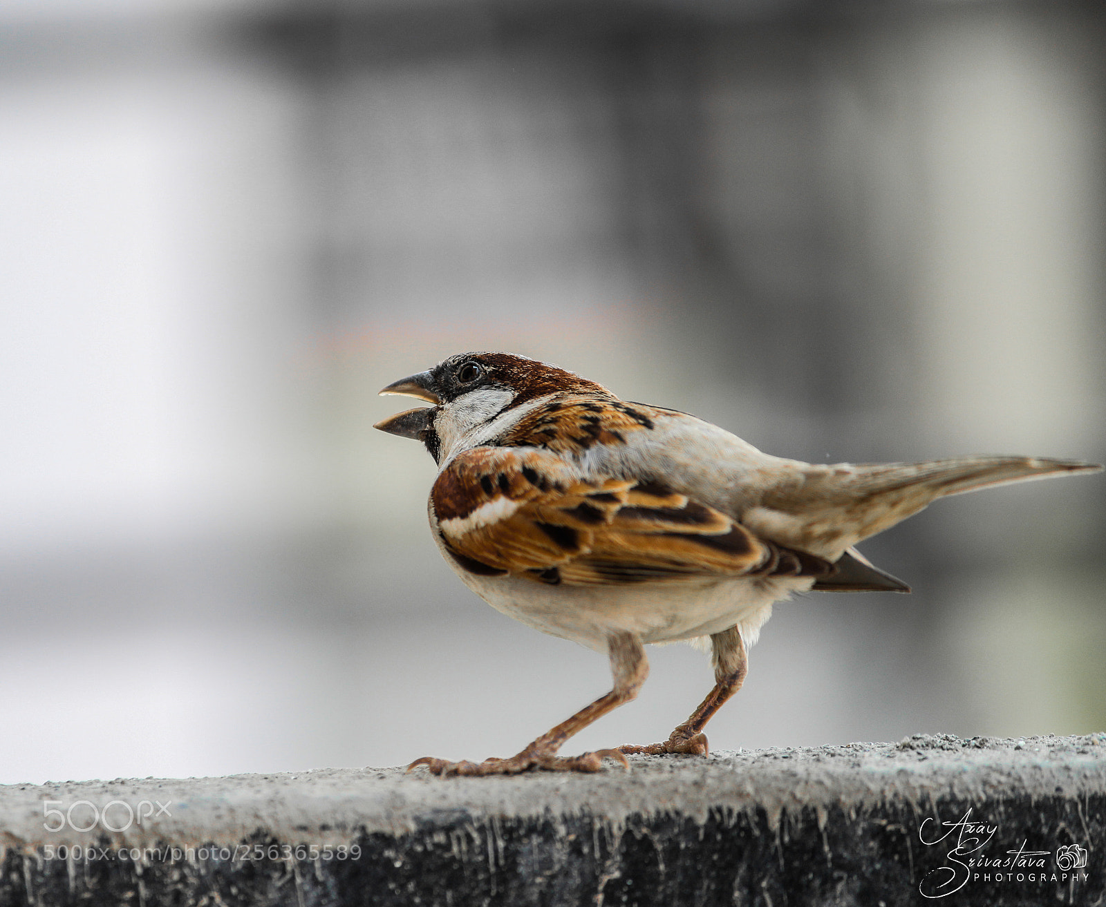 Canon EOS 700D (EOS Rebel T5i / EOS Kiss X7i) sample photo. Hello neighbour photography