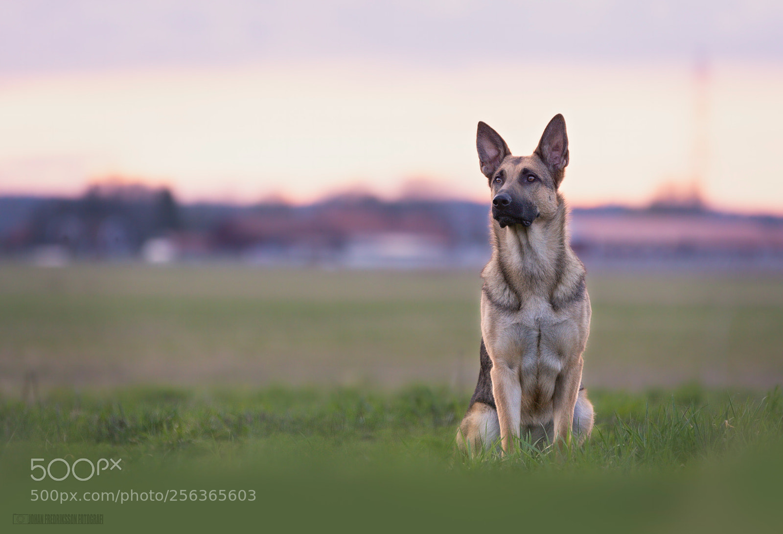 Sony ILCA-77M2 sample photo. Untitled photography