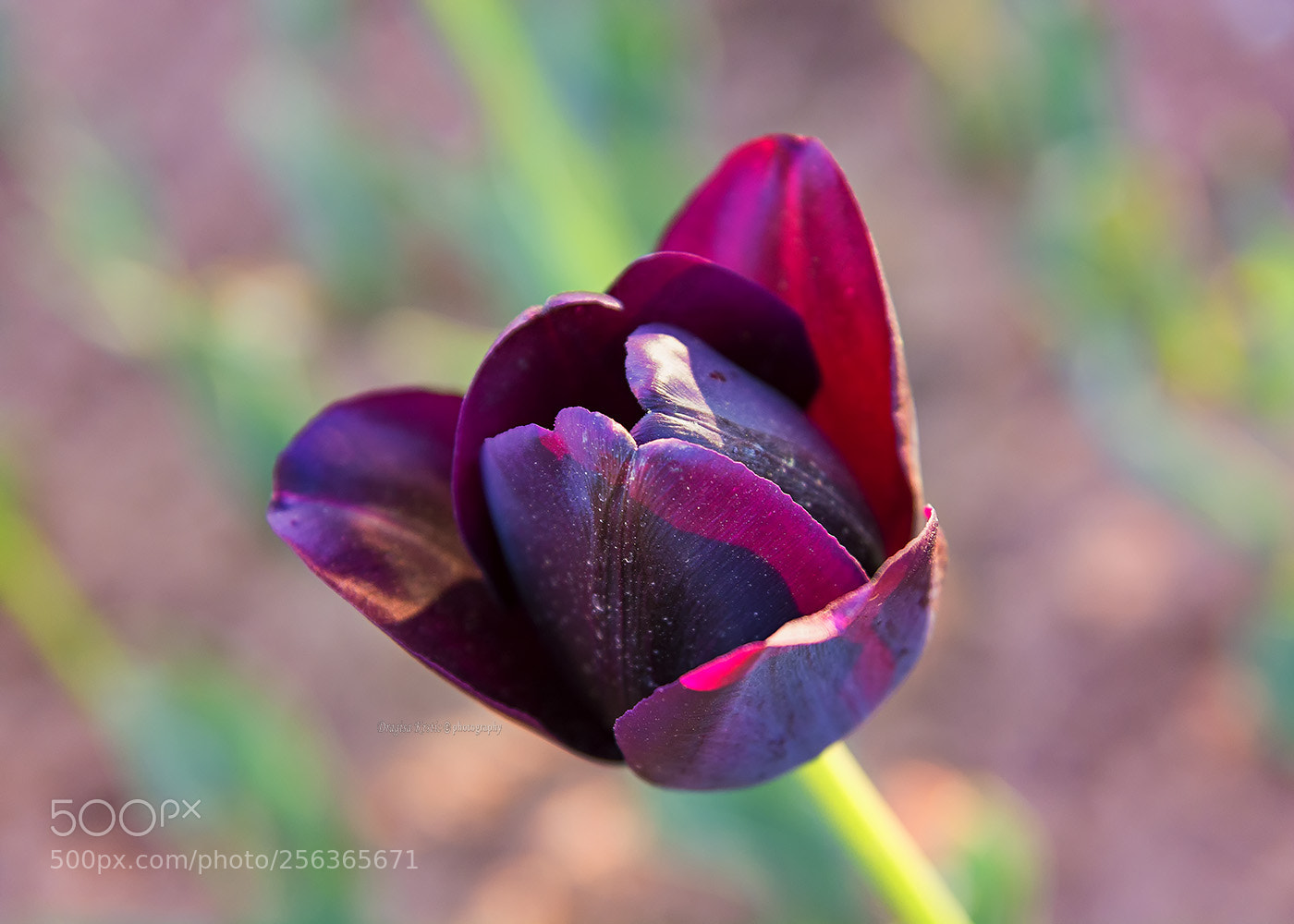 Nikon D7100 sample photo. ** photography