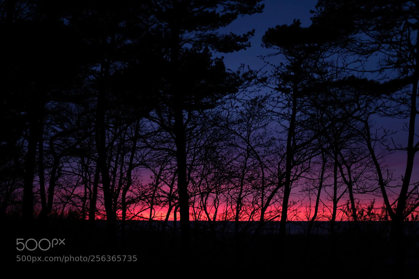 Fujifilm X100F sample photo. Sunset in a forest photography
