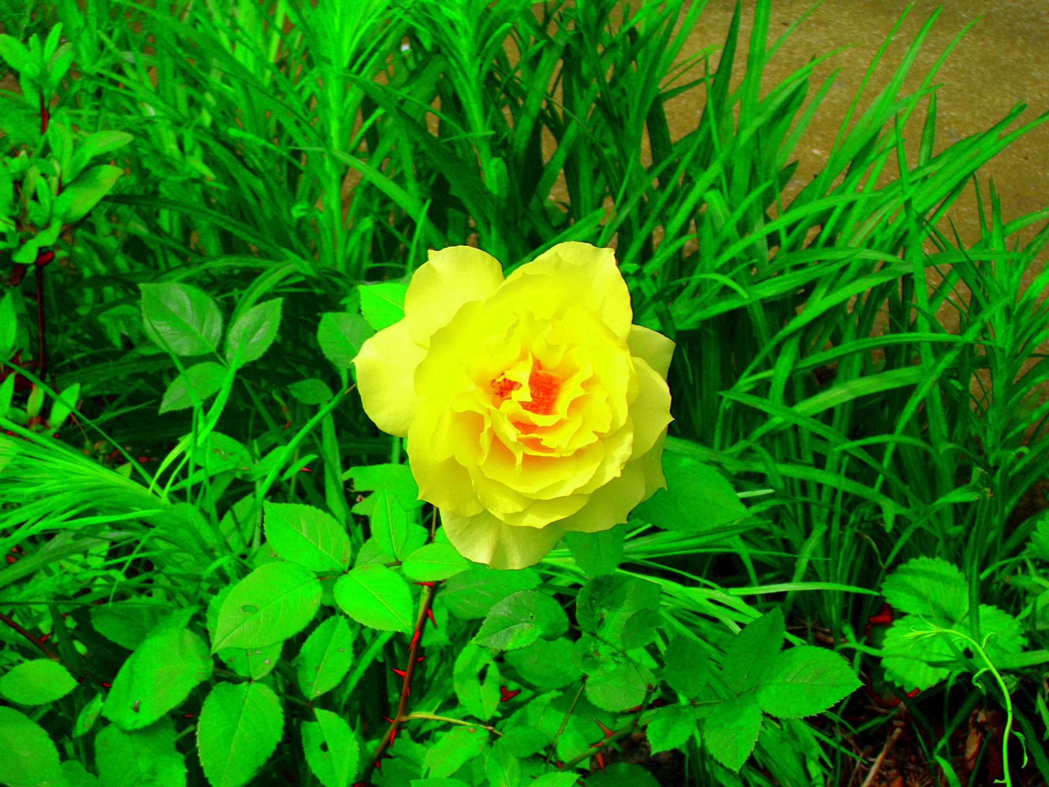 Polaroid i1036 sample photo