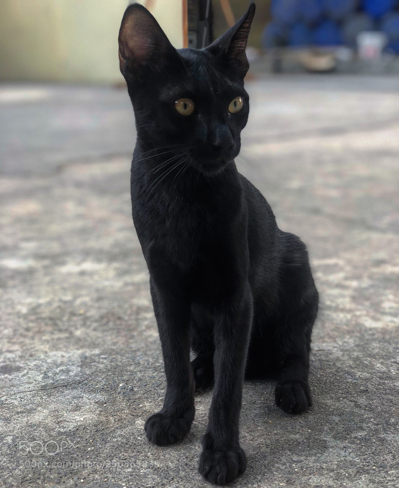 Apple iPhone X sample photo. Cat woman!  photography