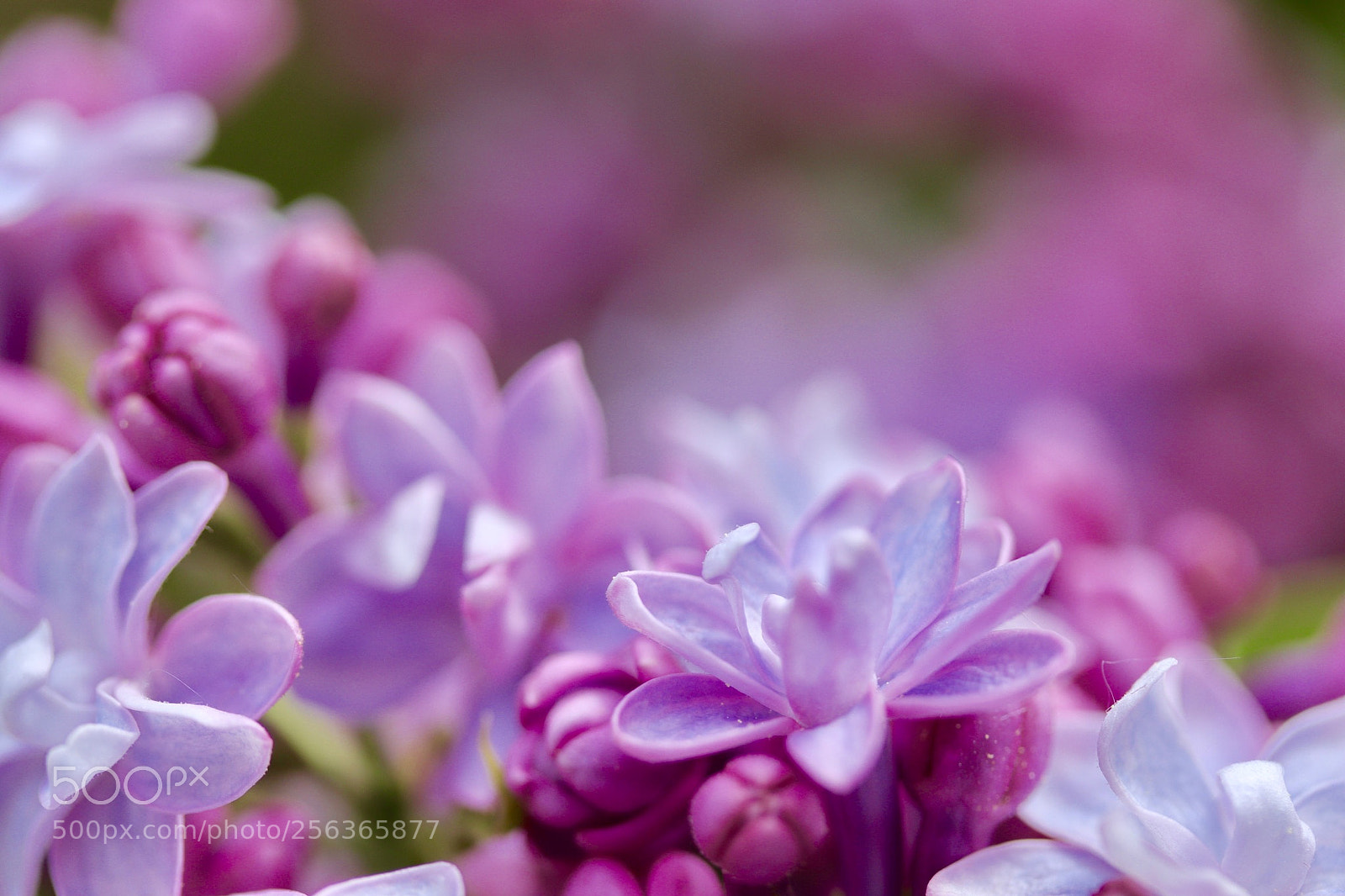 Canon EOS 77D (EOS 9000D / EOS 770D) sample photo. Soft lilac blossoms photography