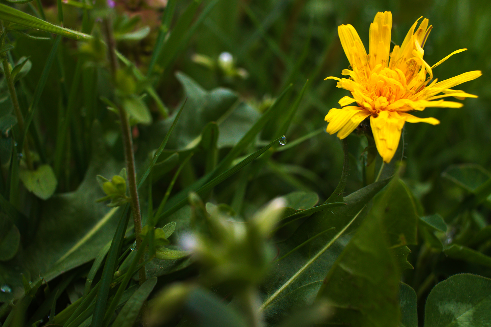 Canon EF-S 24mm F2.8 STM sample photo