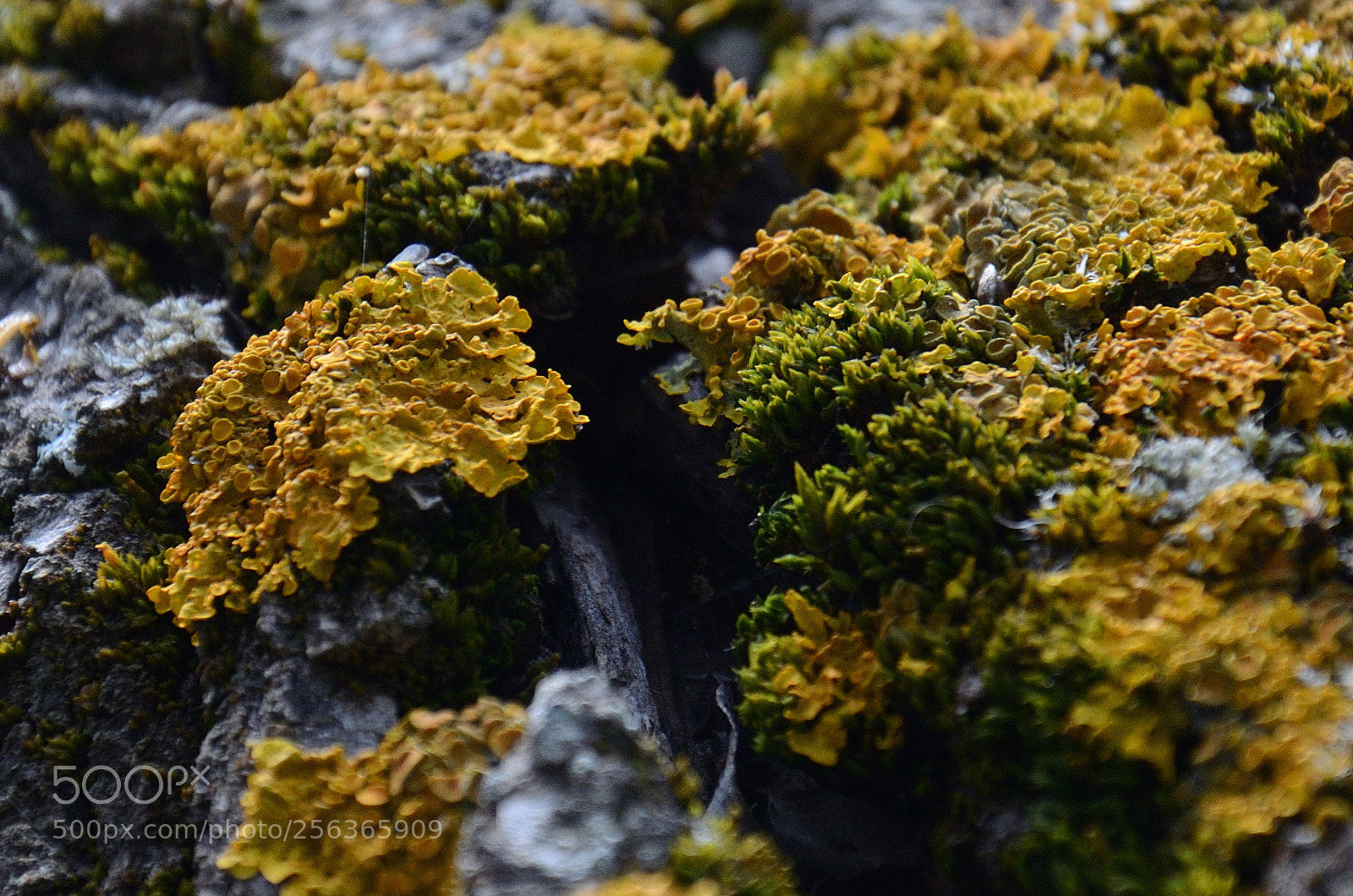 Nikon D5100 sample photo. Ağaç yosunu photography