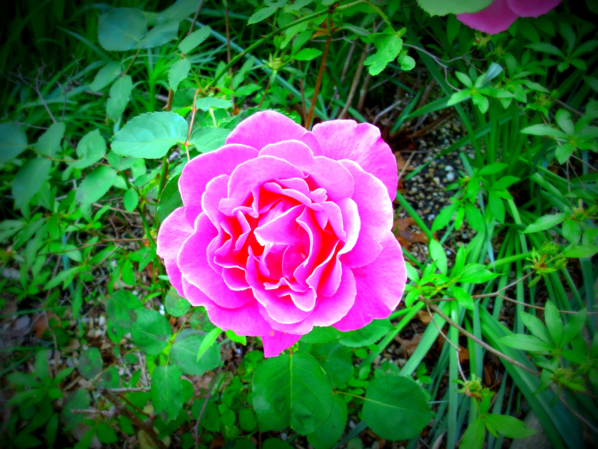 Polaroid i1036 sample photo