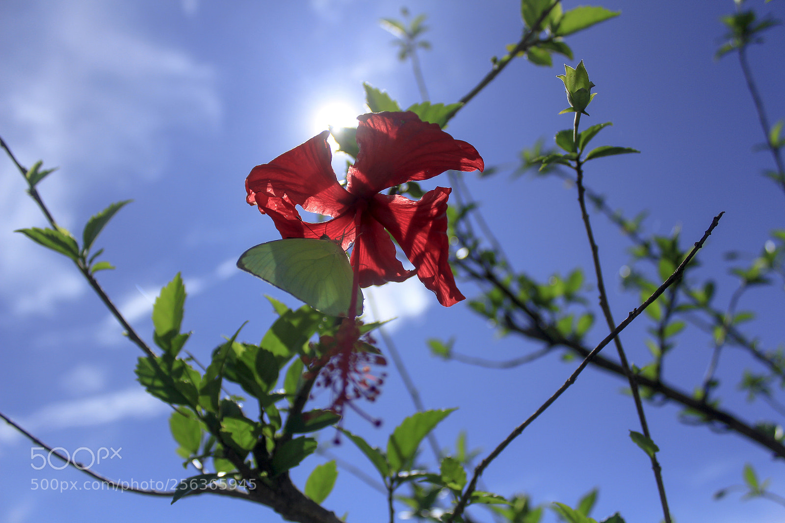 Canon EOS 700D (EOS Rebel T5i / EOS Kiss X7i) sample photo. A flower and the photography