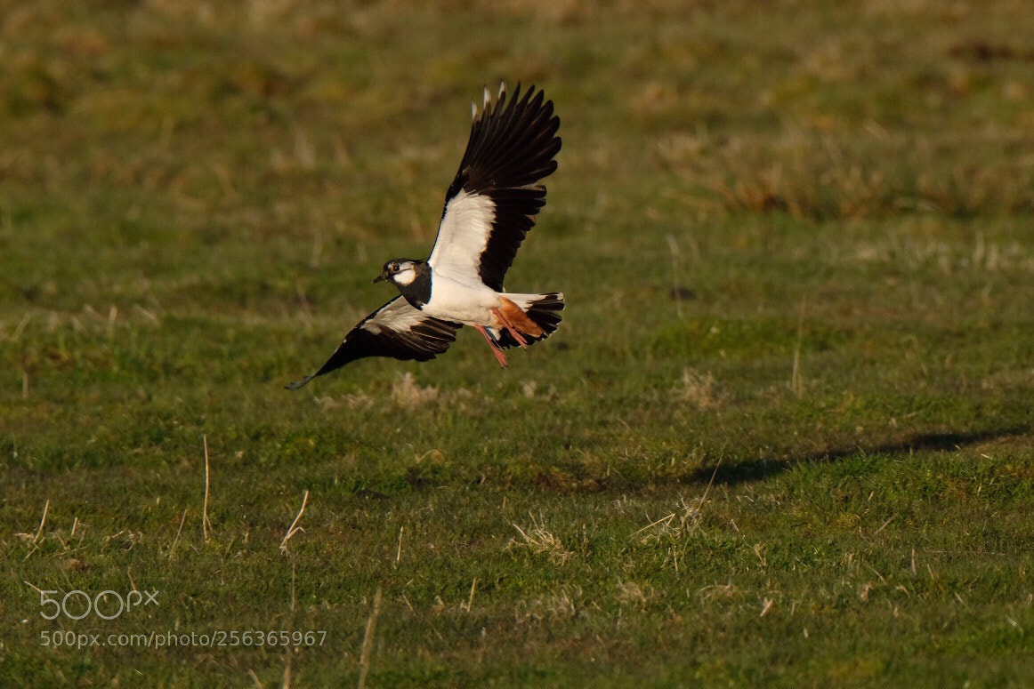 Fujifilm X-T2 sample photo. Lapwing photography