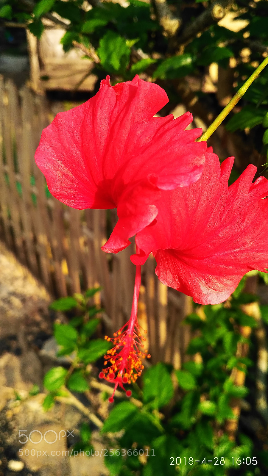 Xiaomi Redmi 3S sample photo. Flower photography