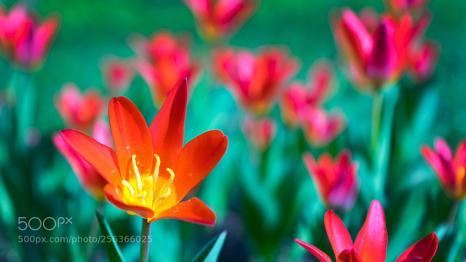 Sony a7 II sample photo. First lilies of the photography