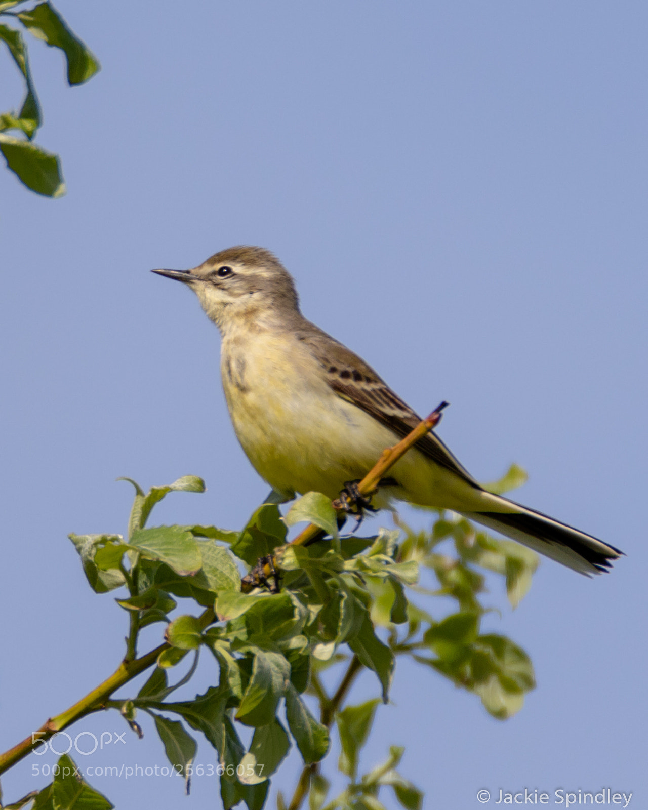 Canon EOS 7D Mark II sample photo. Grey wagtail photography