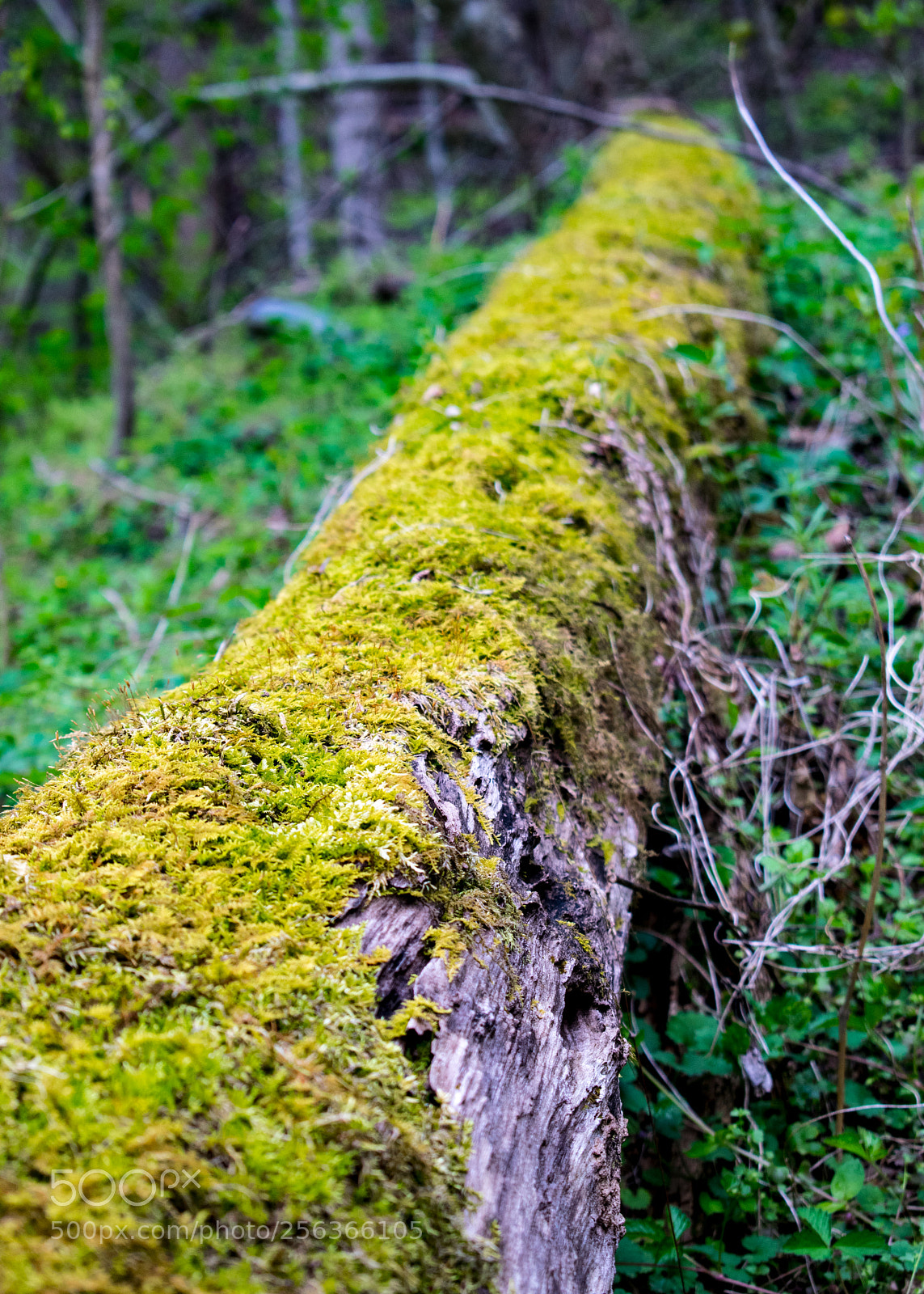 Nikon D5300 sample photo. Moss log photography