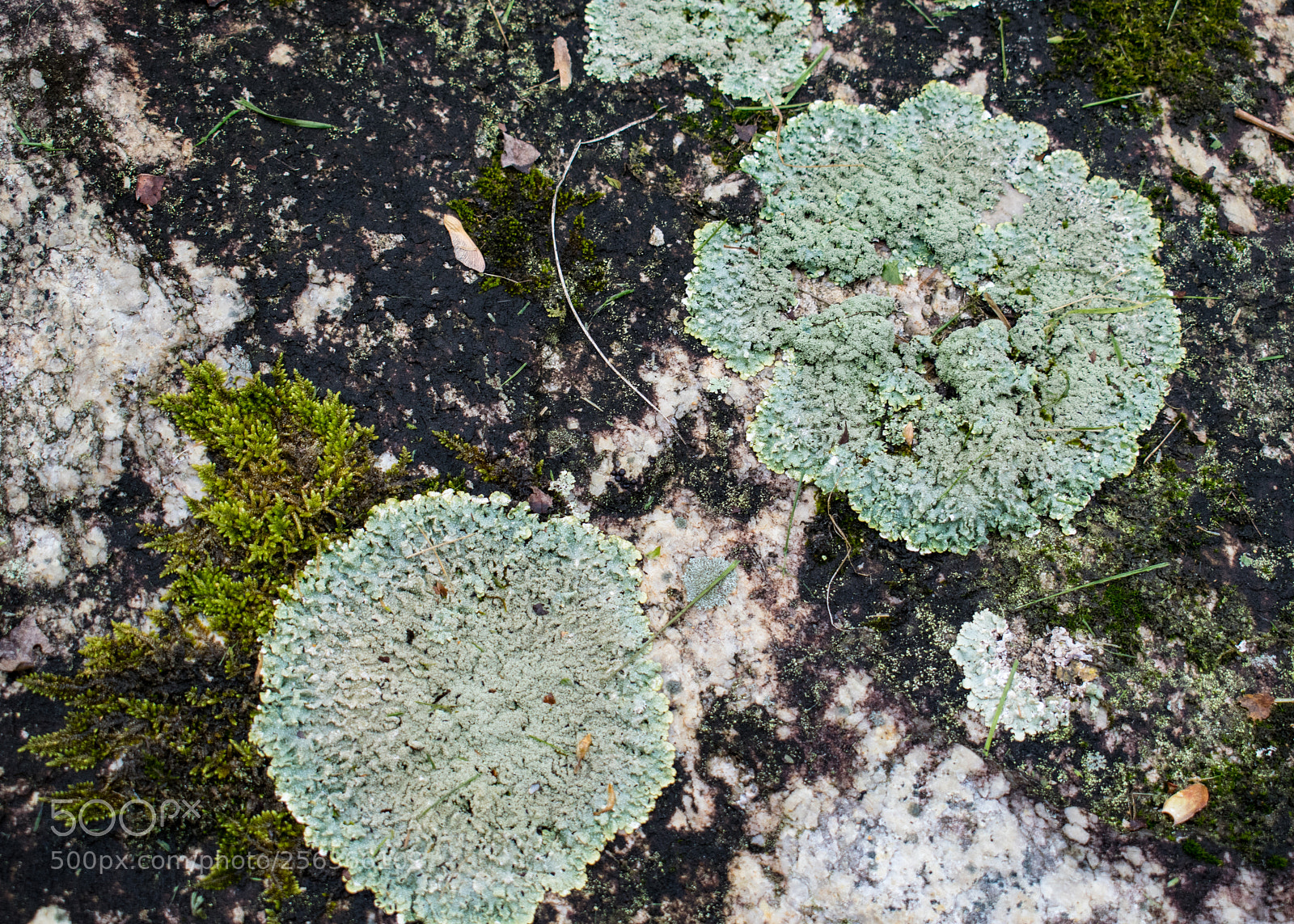 Nikon D5300 sample photo. Rock lichen photography