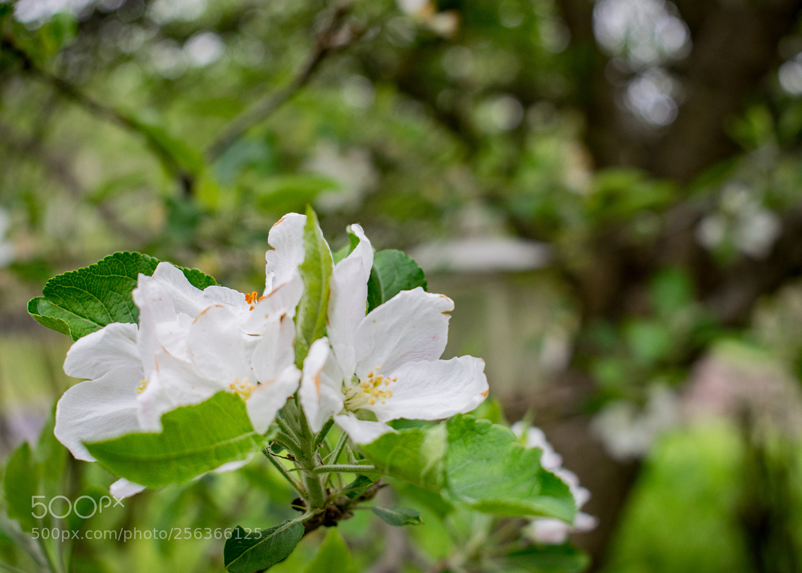 Nikon D5300 sample photo. Apple blossoms photography
