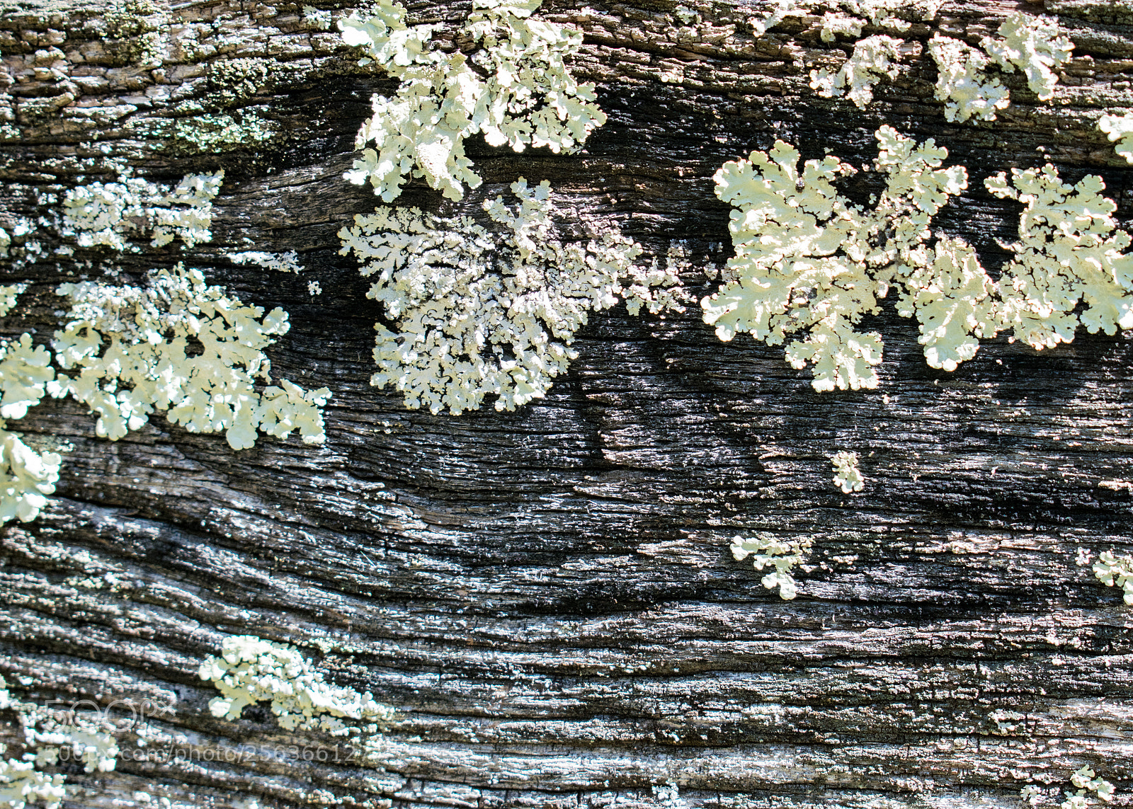 Nikon D5300 sample photo. Split rail fence photography