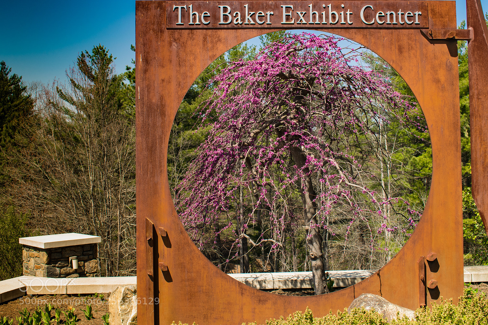 Nikon D5300 sample photo. Redbud frame photography
