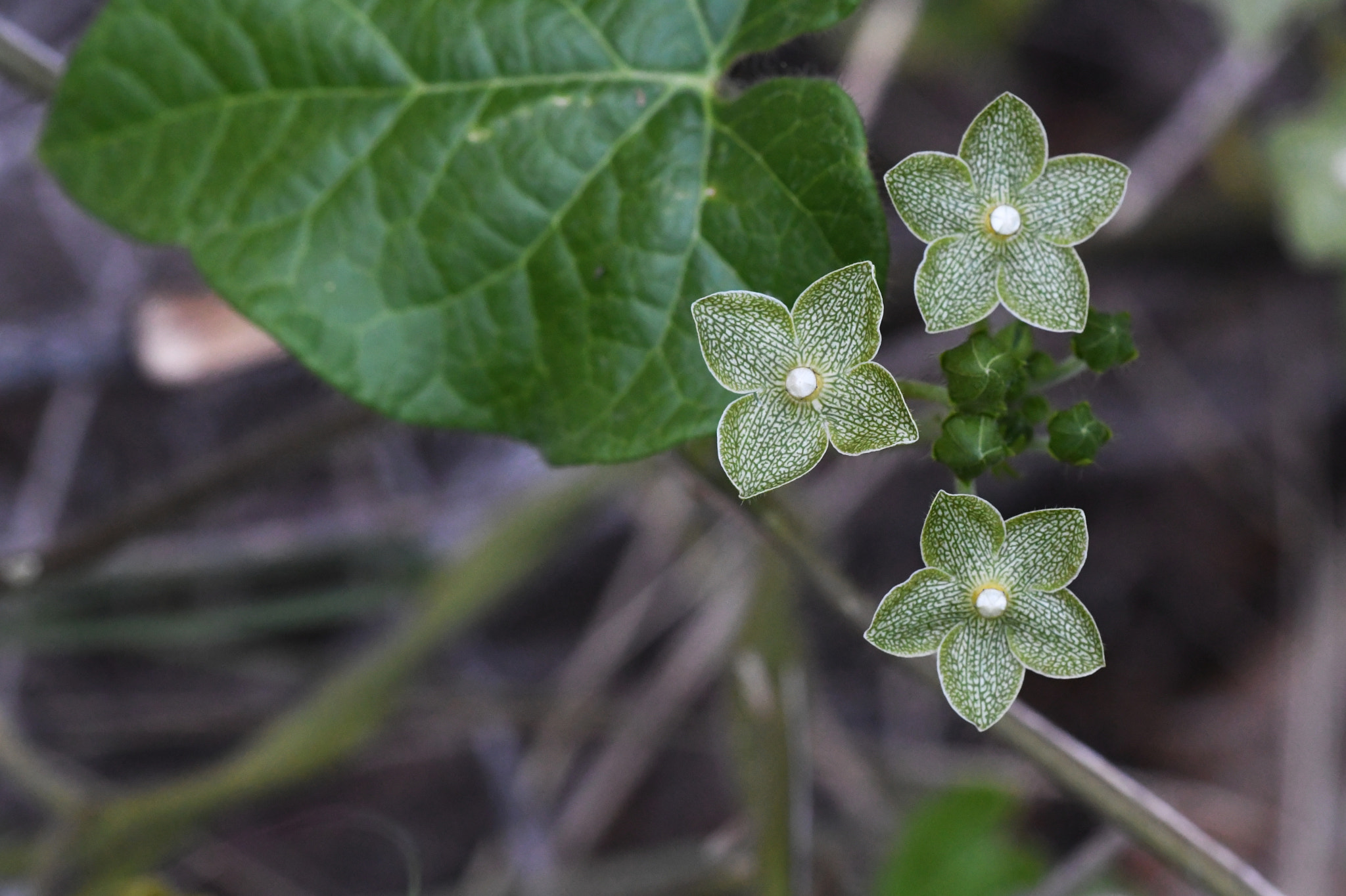 Nikon D500 sample photo. Fourteen petals, one leaf photography