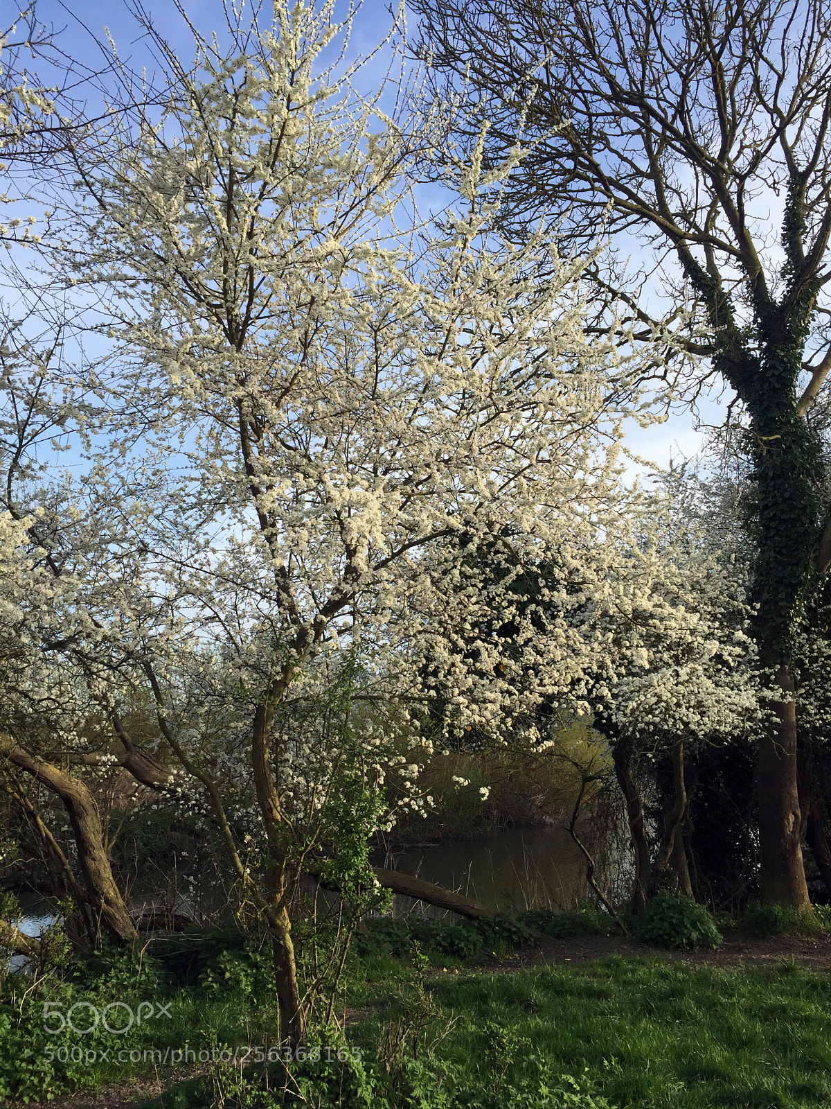 Apple iPhone 6 sample photo. Ely, cambridgeshire photography