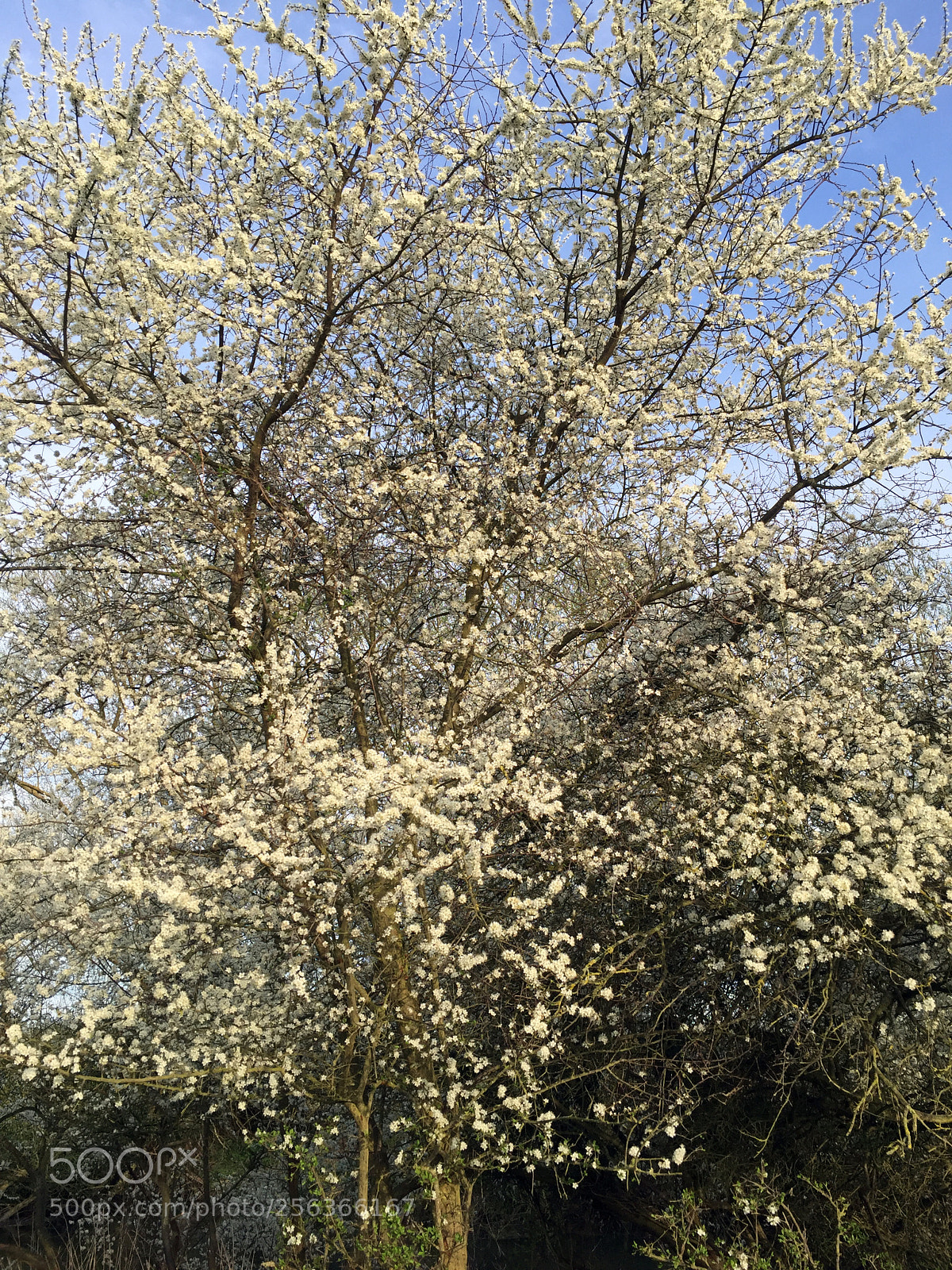 Apple iPhone 6 sample photo. Ely, cambridgeshire photography