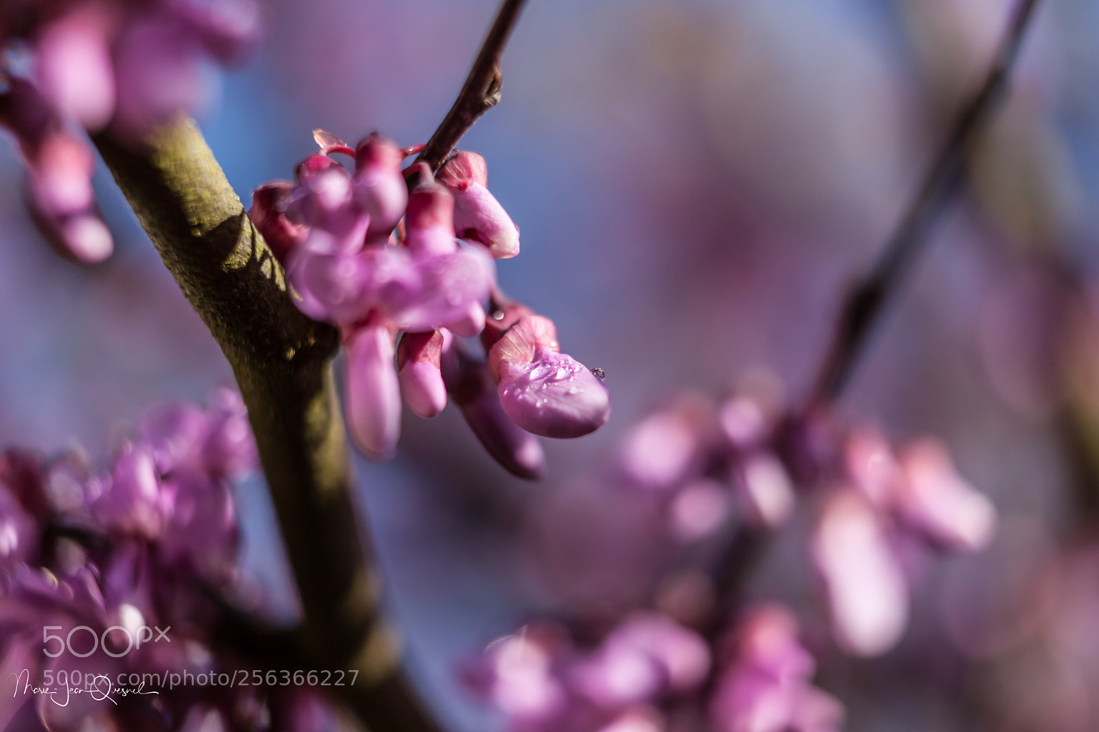 Canon EOS 5D Mark II sample photo. Fleur d'arbre de jud photography
