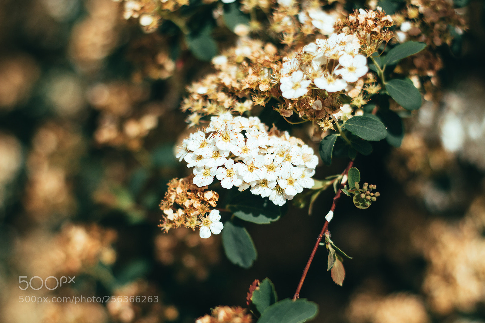 Canon EOS 700D (EOS Rebel T5i / EOS Kiss X7i) sample photo. Spiraea x vanhouttei photography