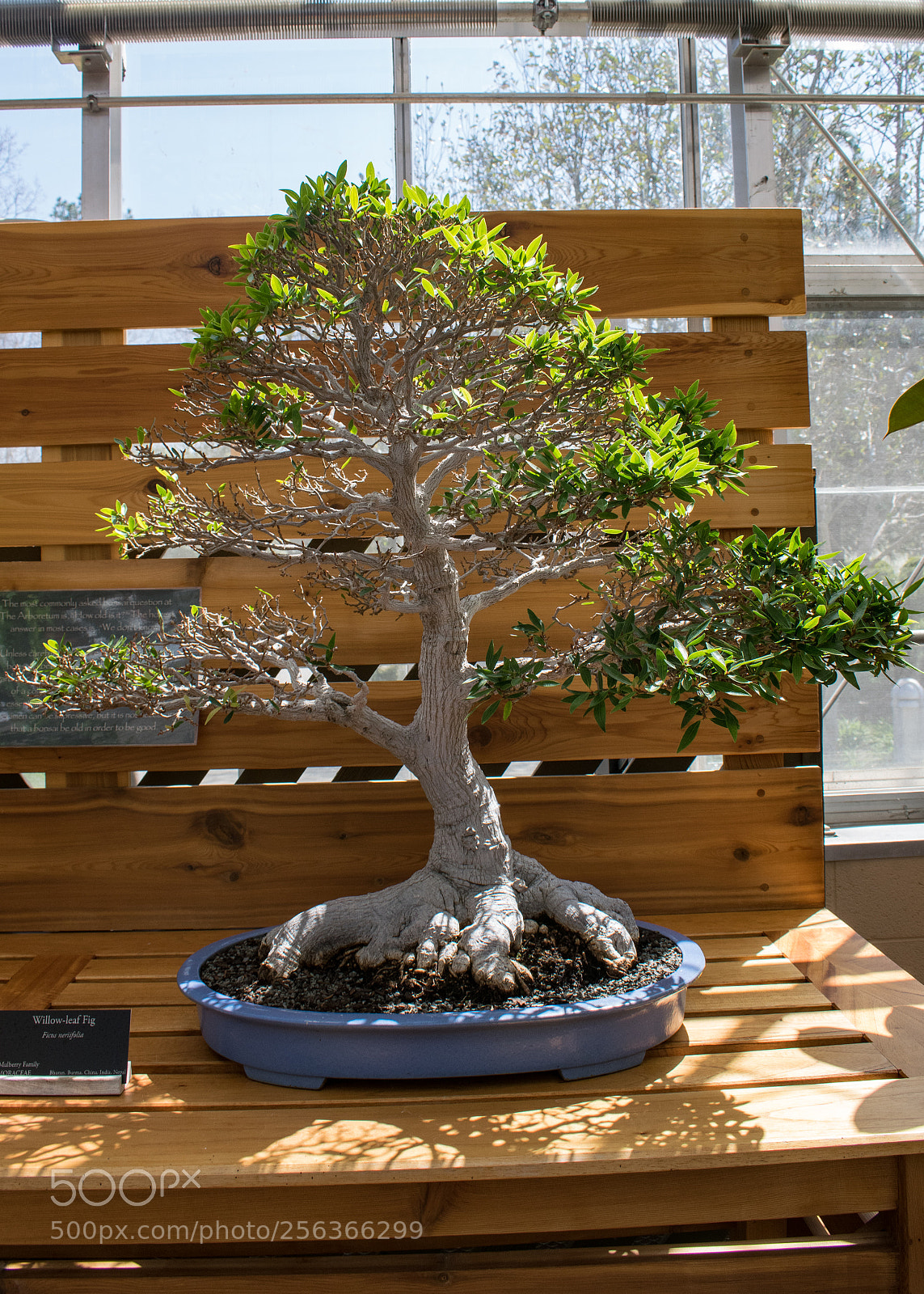 Nikon D5300 sample photo. North carolina bonsai photography