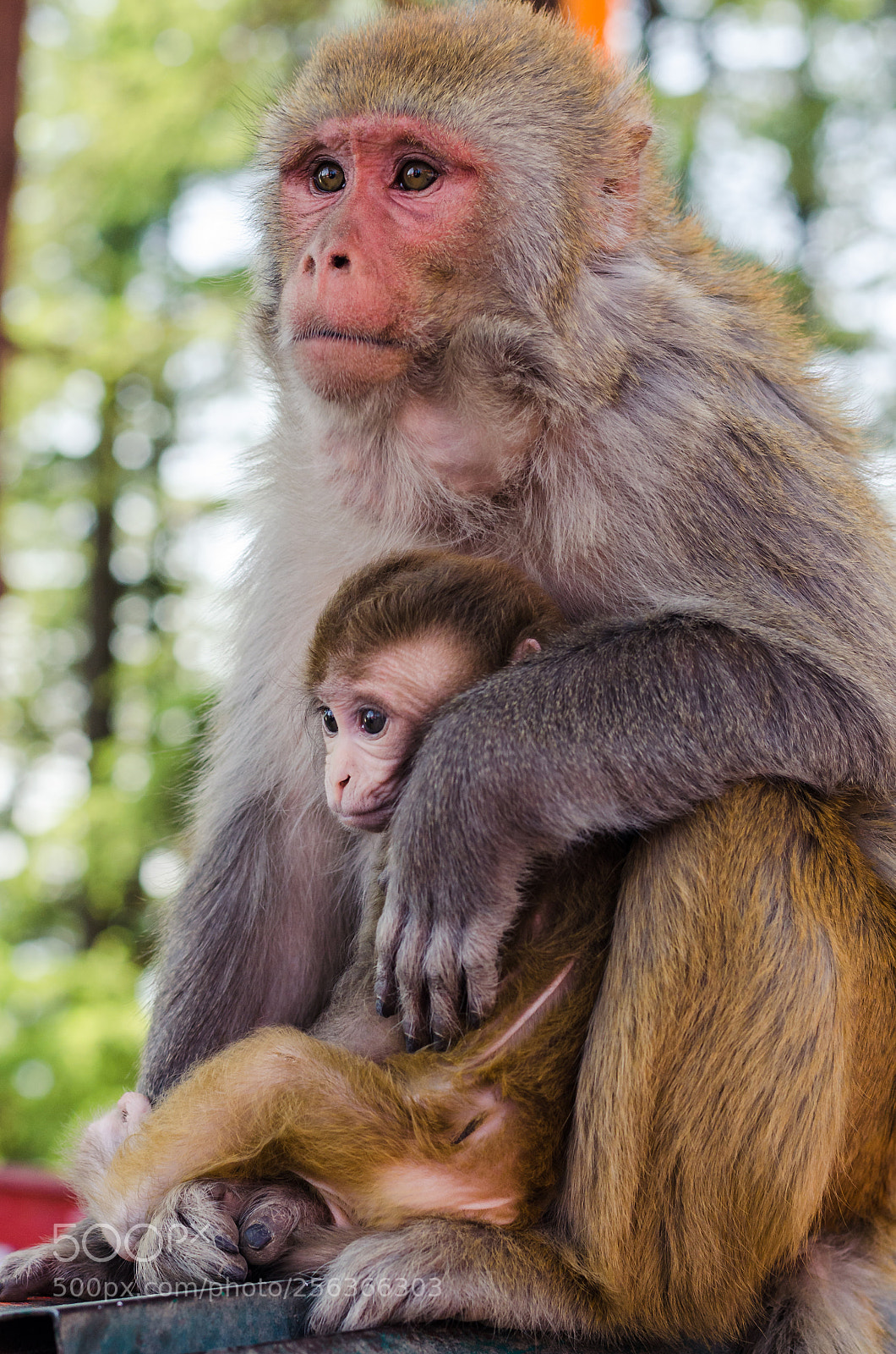 Nikon D5100 sample photo. Motherly love photography
