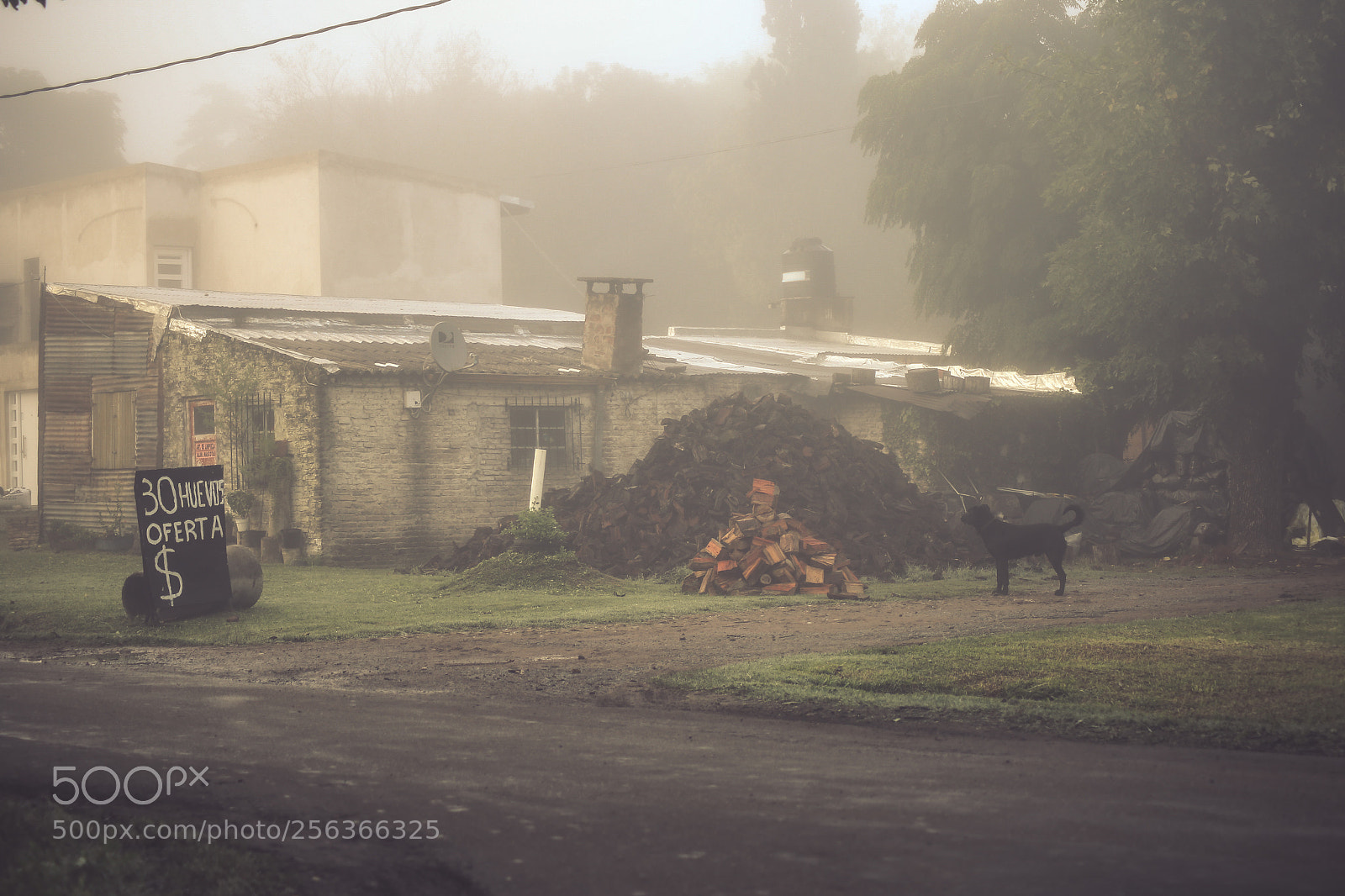 Canon EOS 6D sample photo. Foggy photography