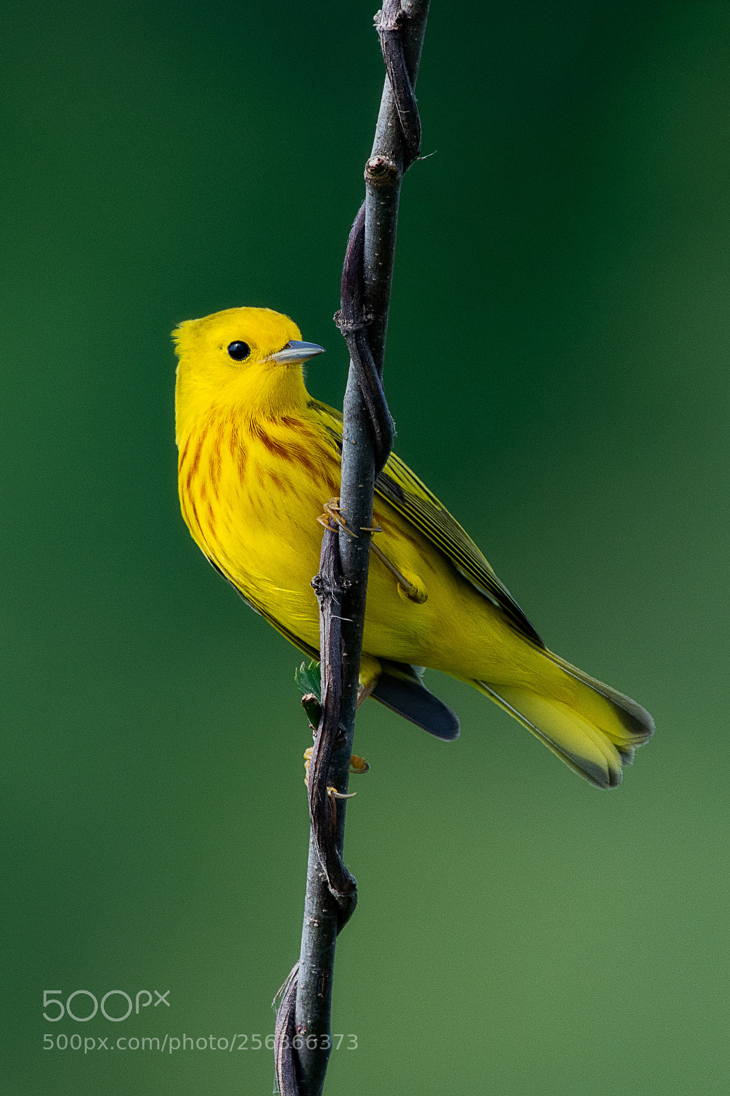 Nikon D500 sample photo. Yellow warbler photography