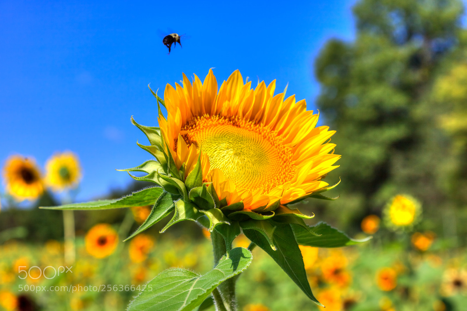 Canon EOS 5D Mark II sample photo. Sunflower and a bee photography
