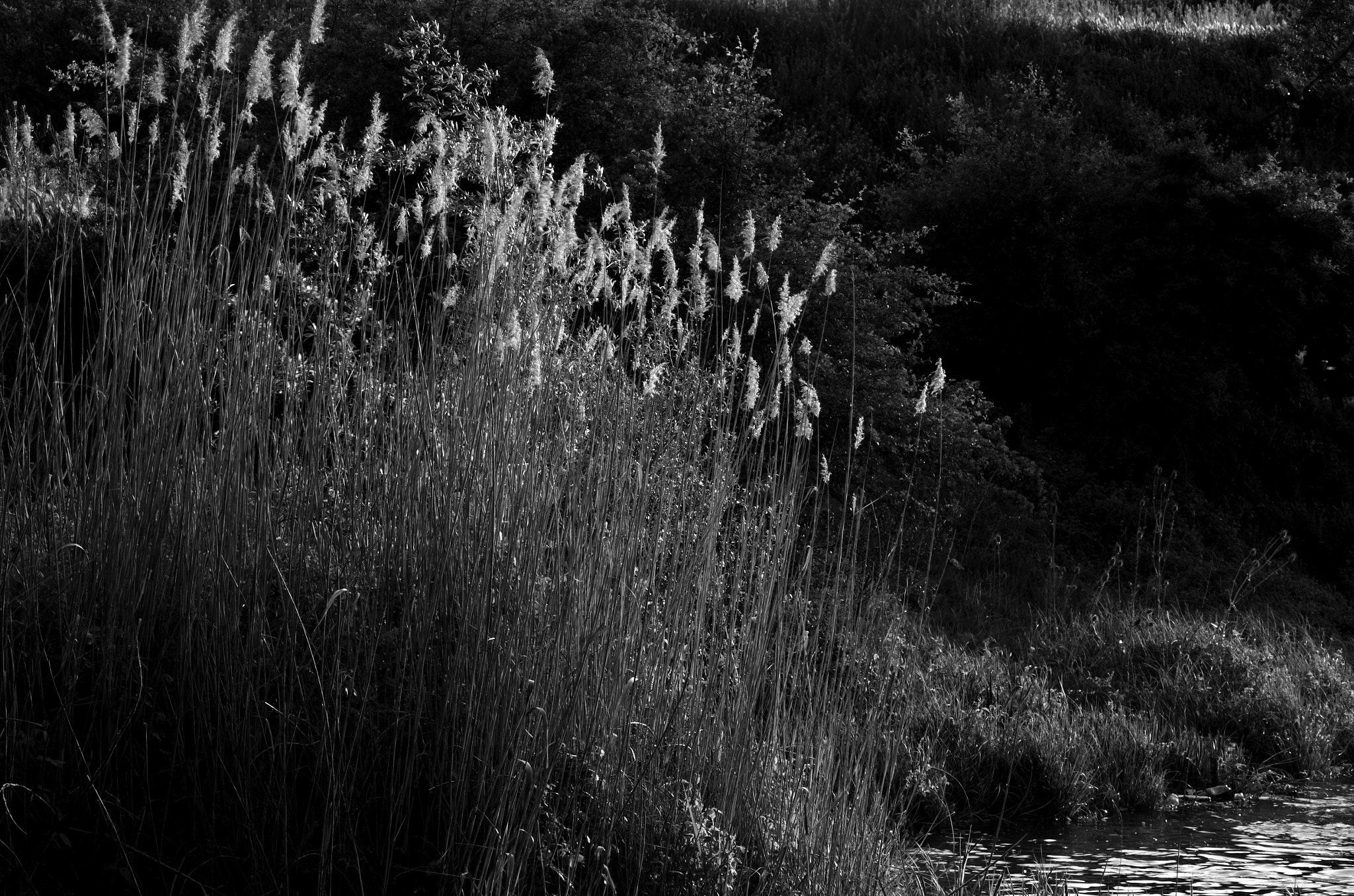 Nikon D5100 sample photo. Sazlar photography