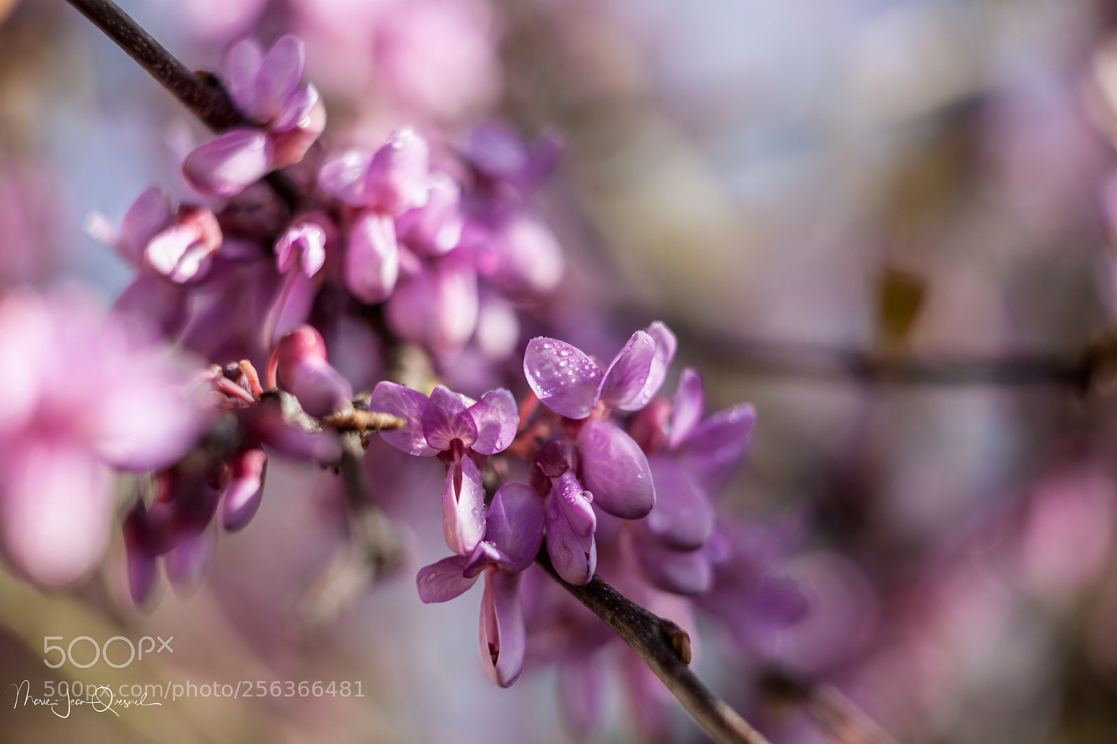 Canon EOS 5D Mark II sample photo. Fleurs d'arbre de jud photography