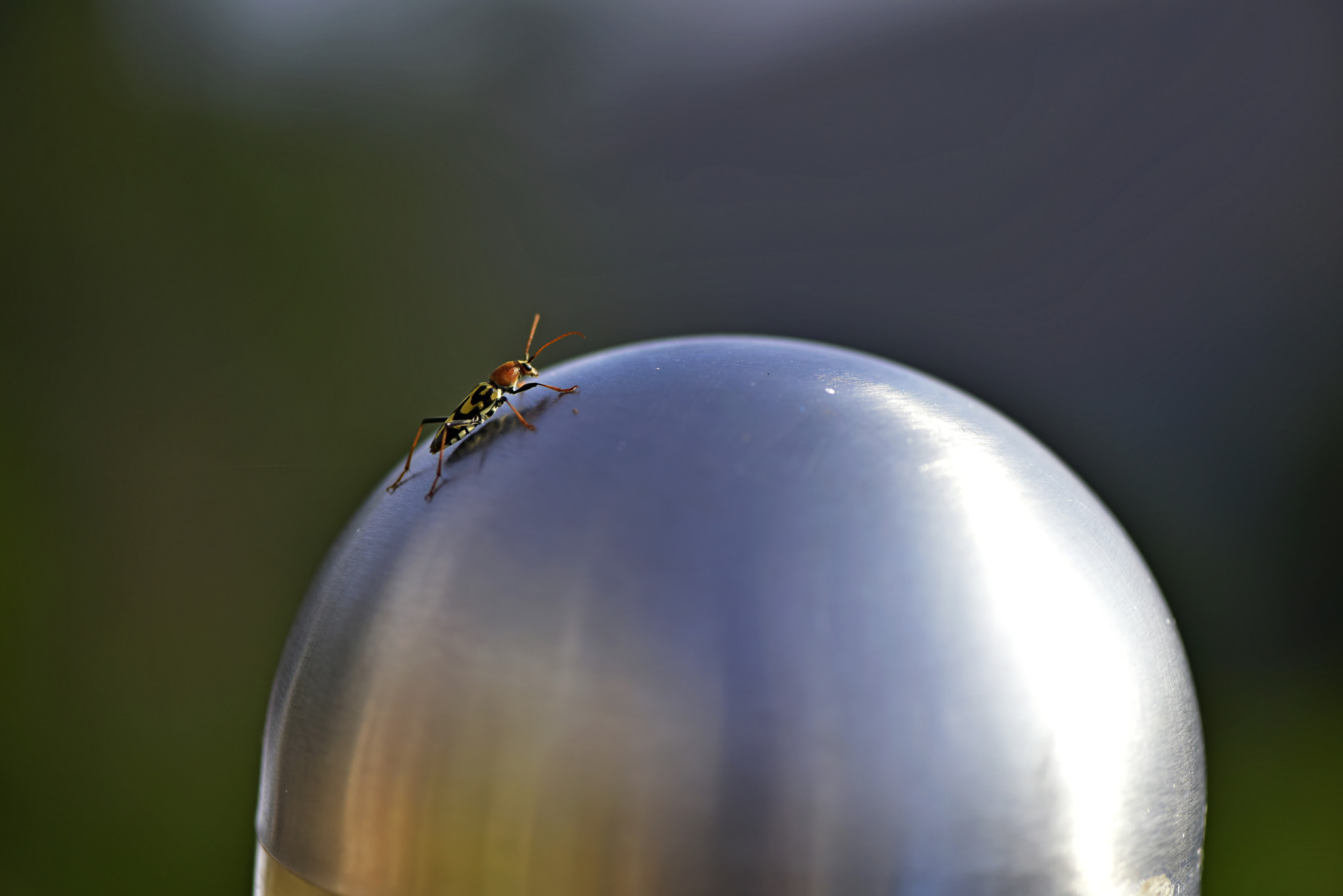 Nikon AF-S Micro-Nikkor 105mm F2.8G IF-ED VR sample photo. Insect photography