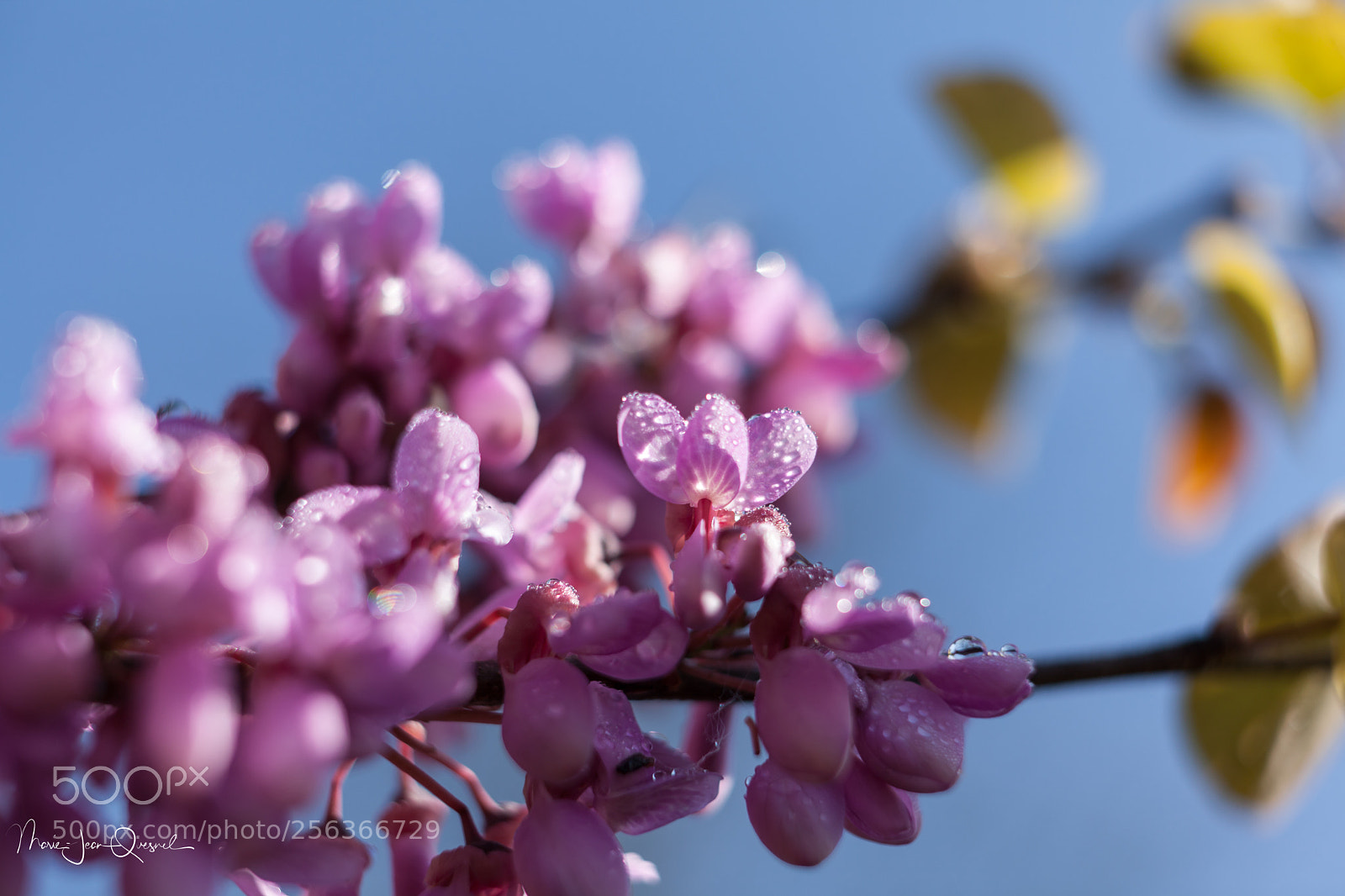 Canon EOS 5D Mark II sample photo. Fleur d'arbre de jud photography