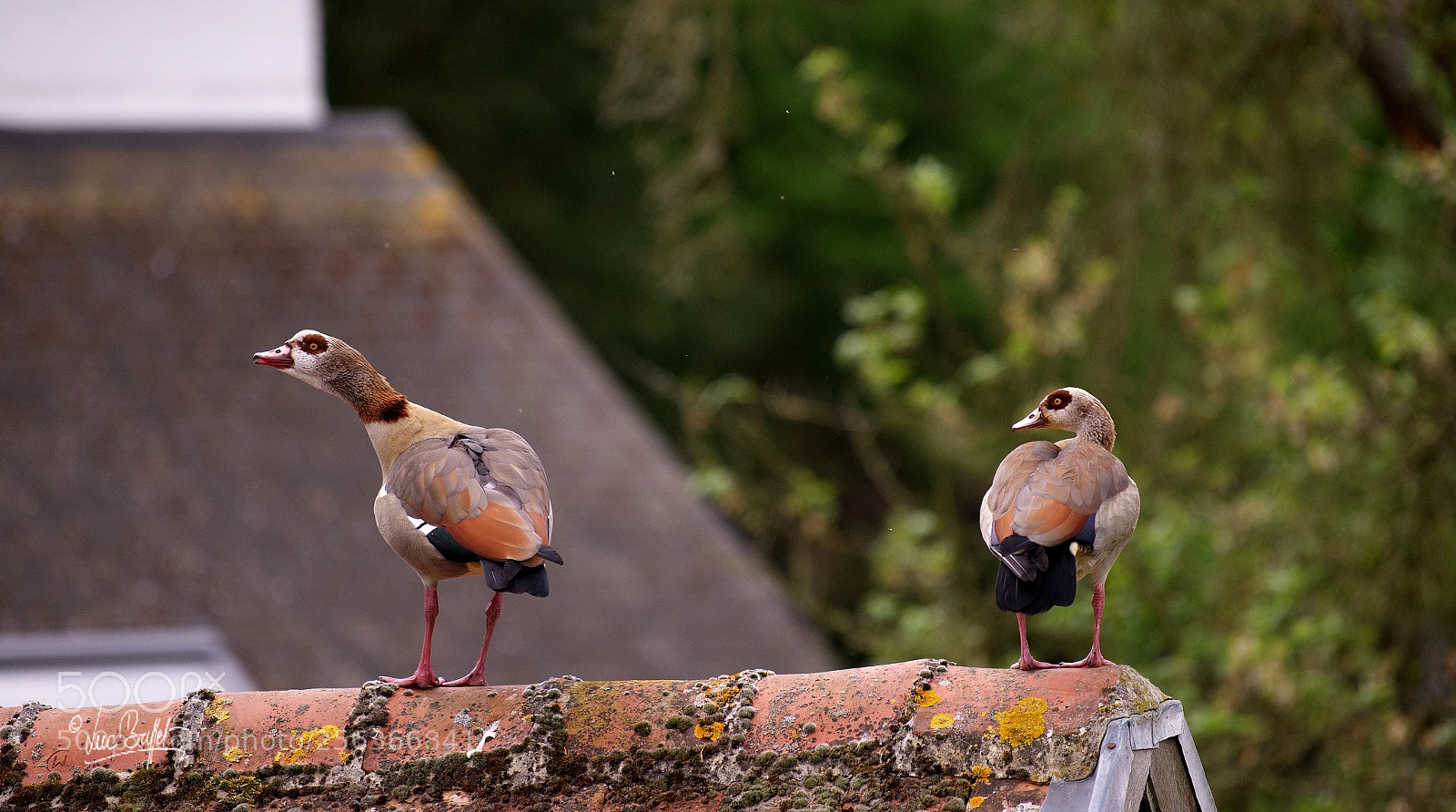 Nikon D800 sample photo. There is something on photography
