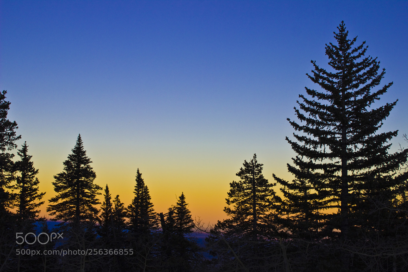Canon EOS 600D (Rebel EOS T3i / EOS Kiss X5) sample photo. Trees sunset photography