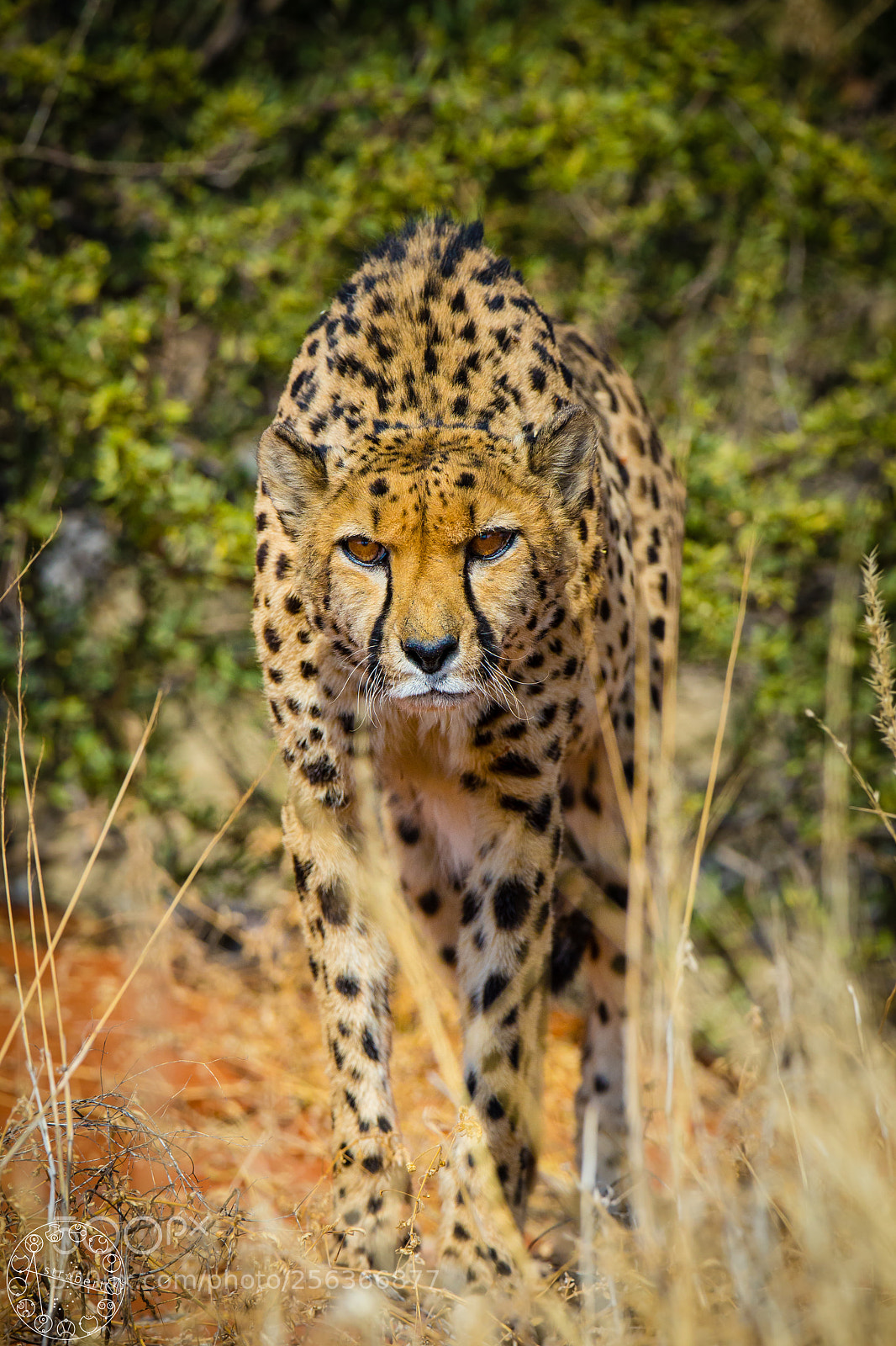 Canon EOS 6D sample photo. Eye to eye photography