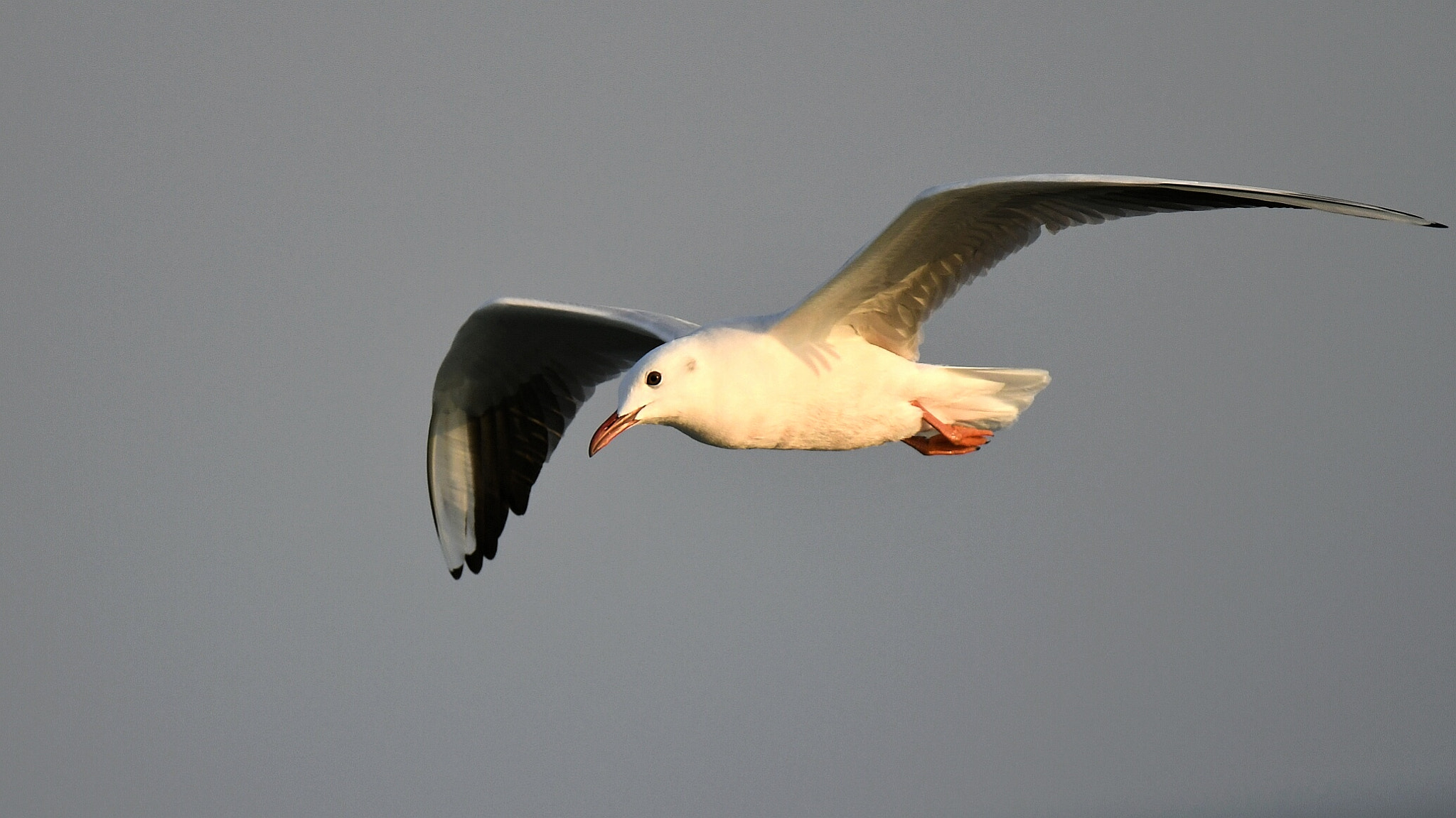 Nikon AF-S Nikkor 200-500mm F5.6E ED VR sample photo. Seagull photography