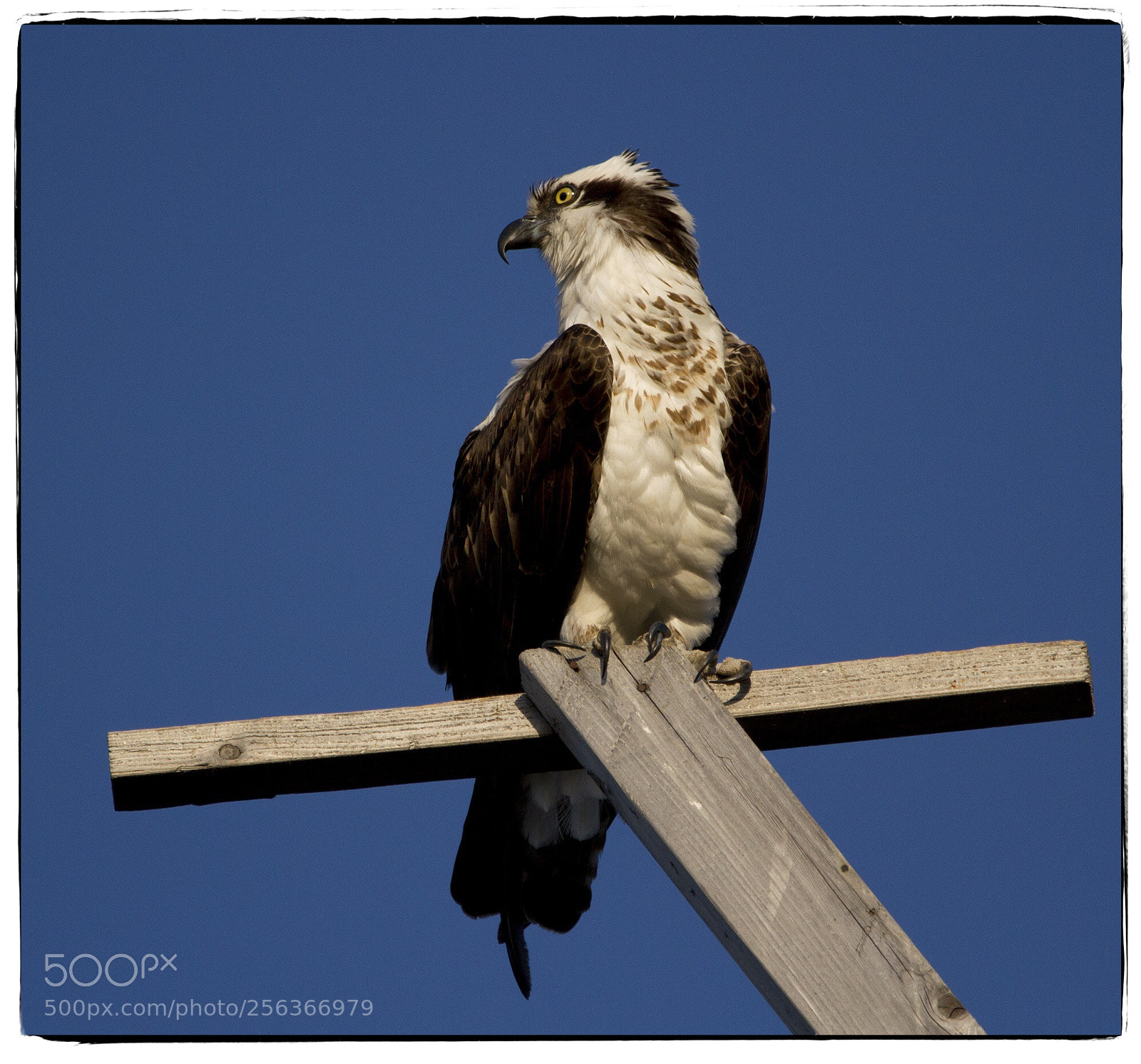 Canon EOS 7D sample photo. Calm osprey  photography