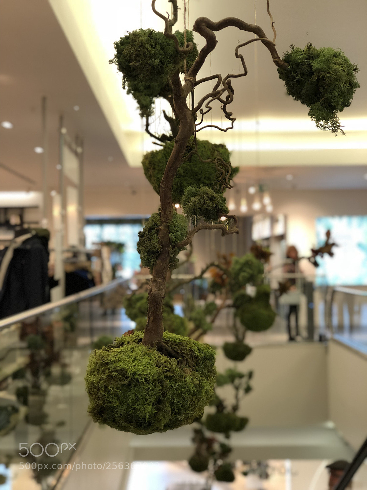 Apple iPhone 8 Plus sample photo. Indoor trees photography