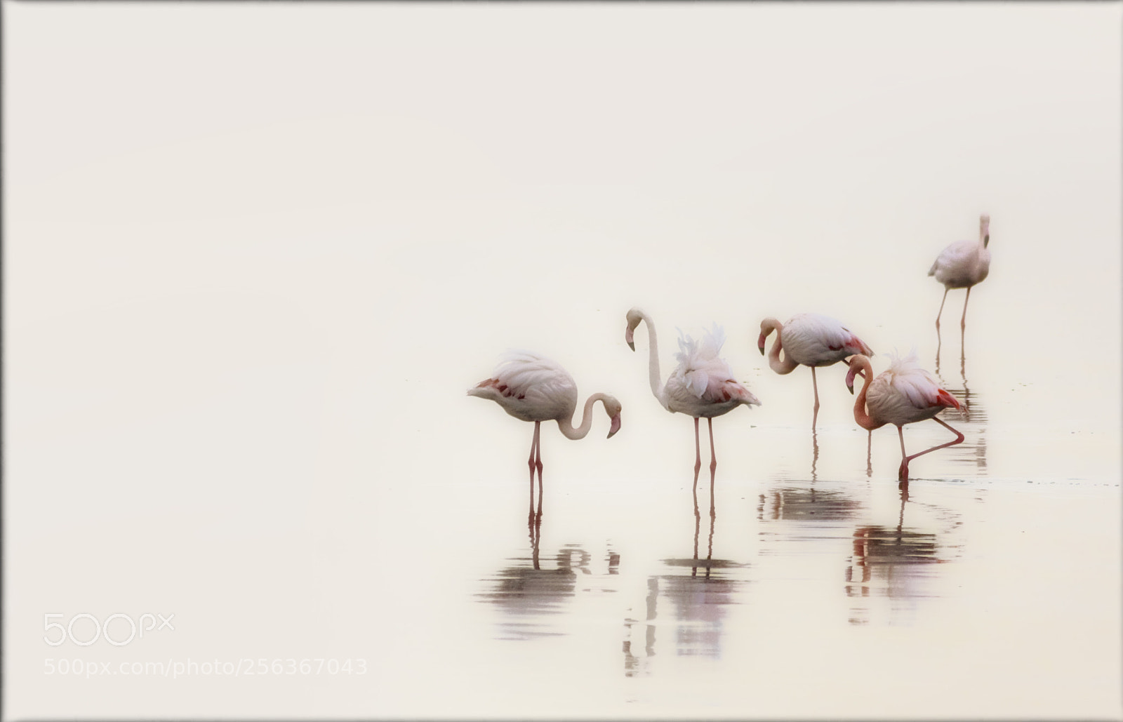Nikon D3200 sample photo. Dreamy flamingos photography