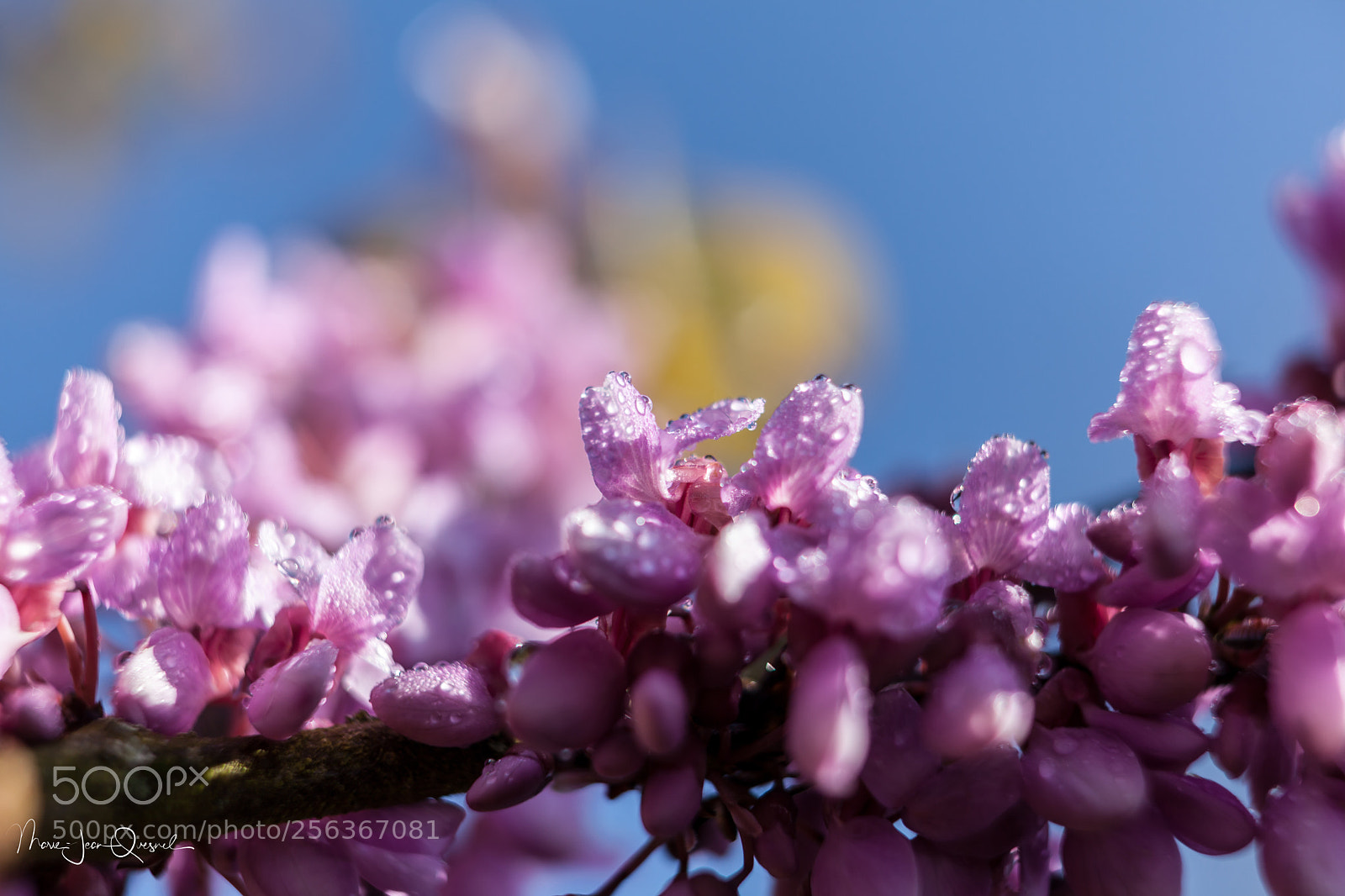 Canon EOS 5D Mark II sample photo. Fleur d'arbre de jud photography