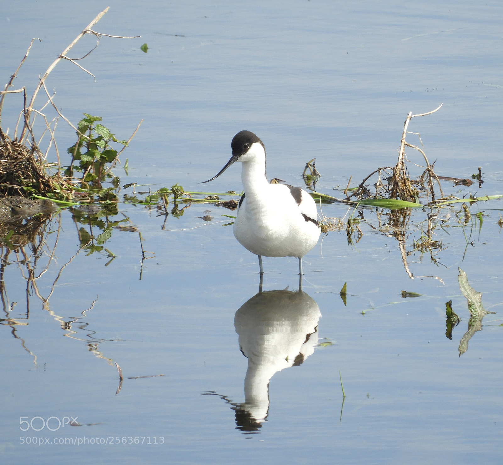 Nikon Coolpix B700 sample photo. Avocet photography