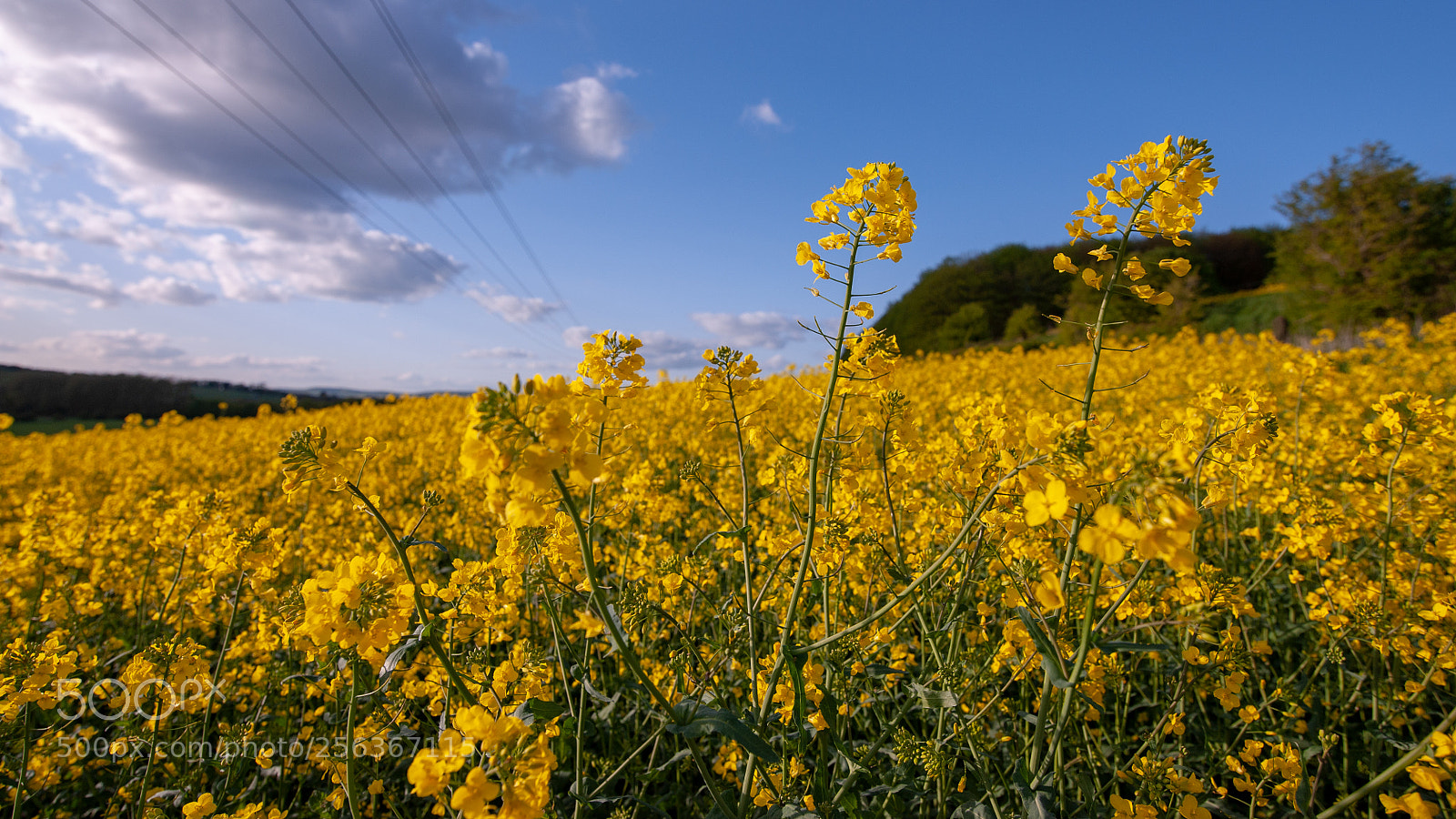 Nikon D700 sample photo. Oil seed rape no 2 photography