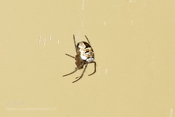 Fujifilm X-H1 sample photo. Spider in my garden photography