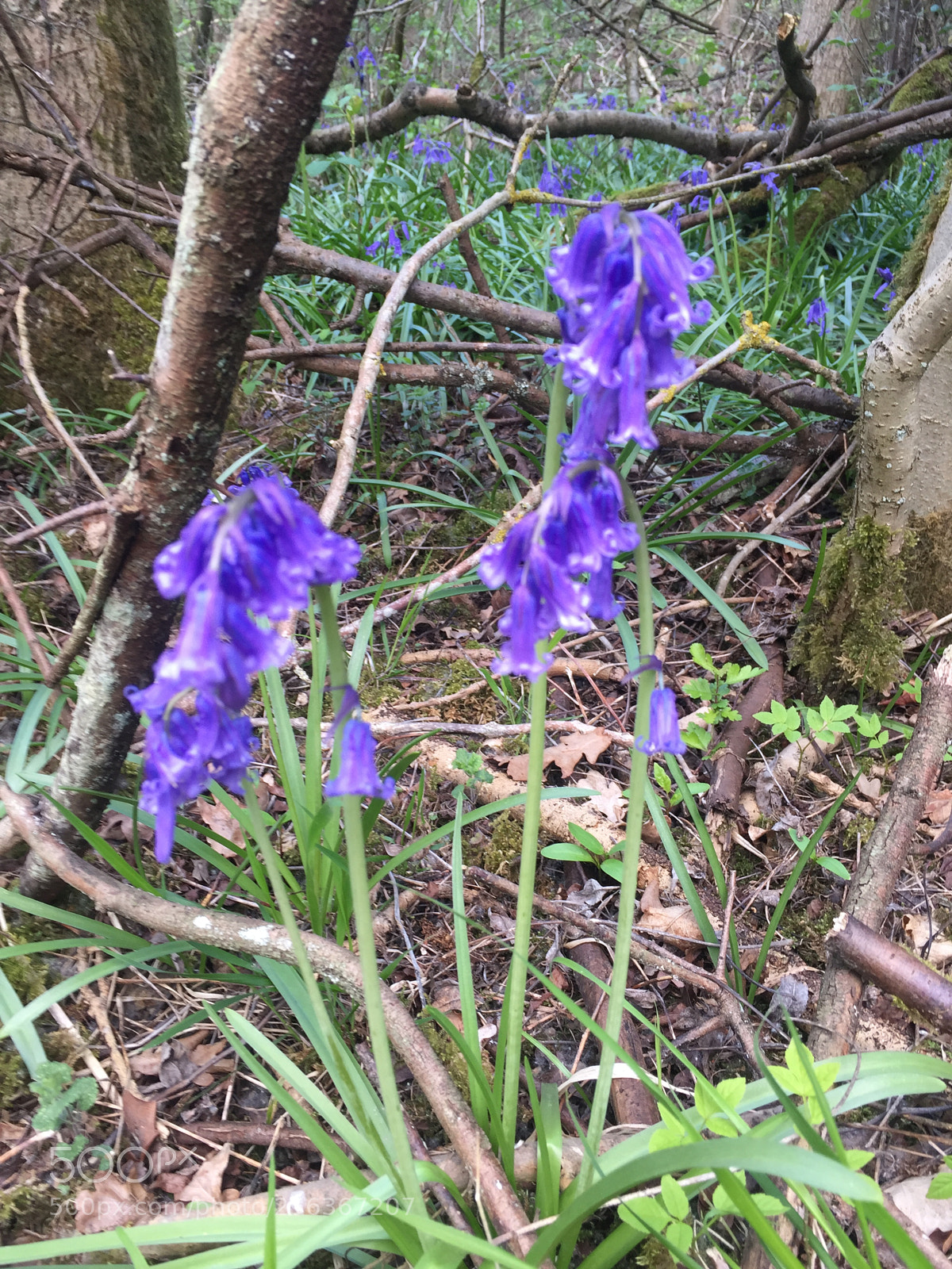 Apple iPhone 6 sample photo. Waresley & gransden woods, cambridgeshire photography