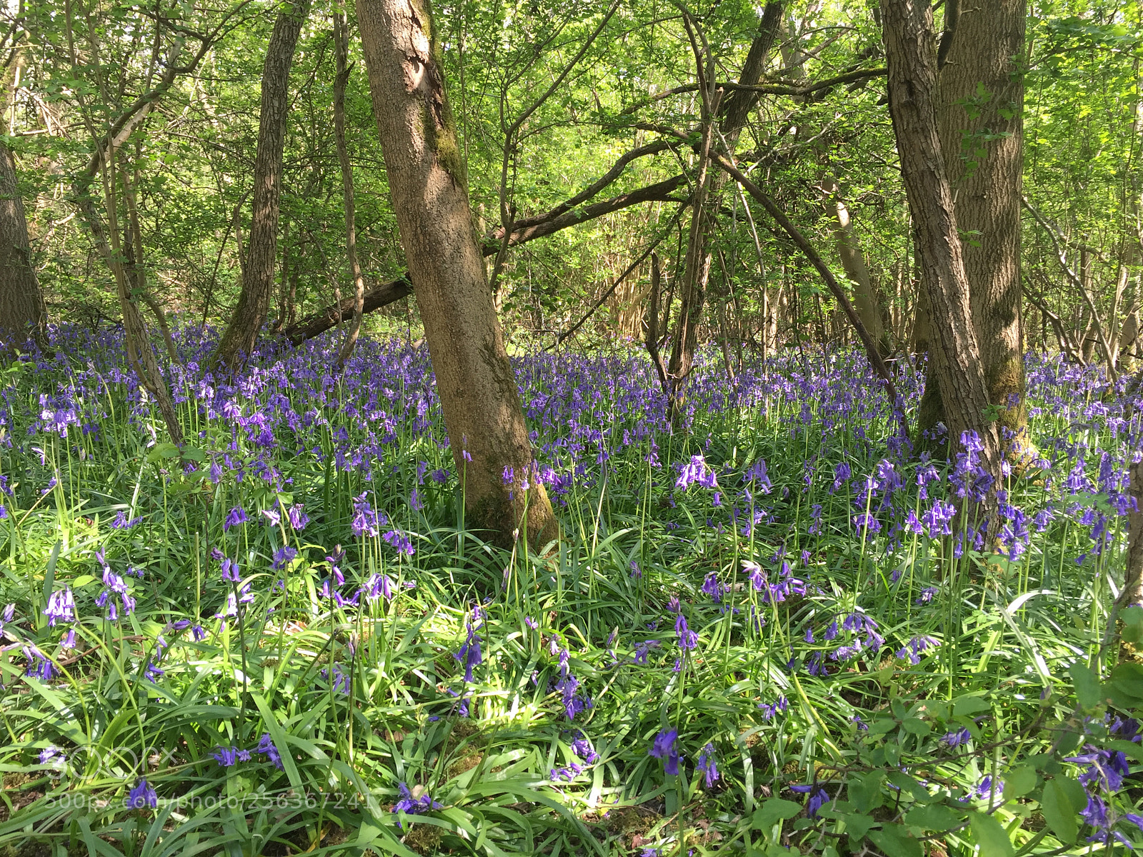 Apple iPhone 6 sample photo. Waresley & gransden woods, cambridgeshire photography
